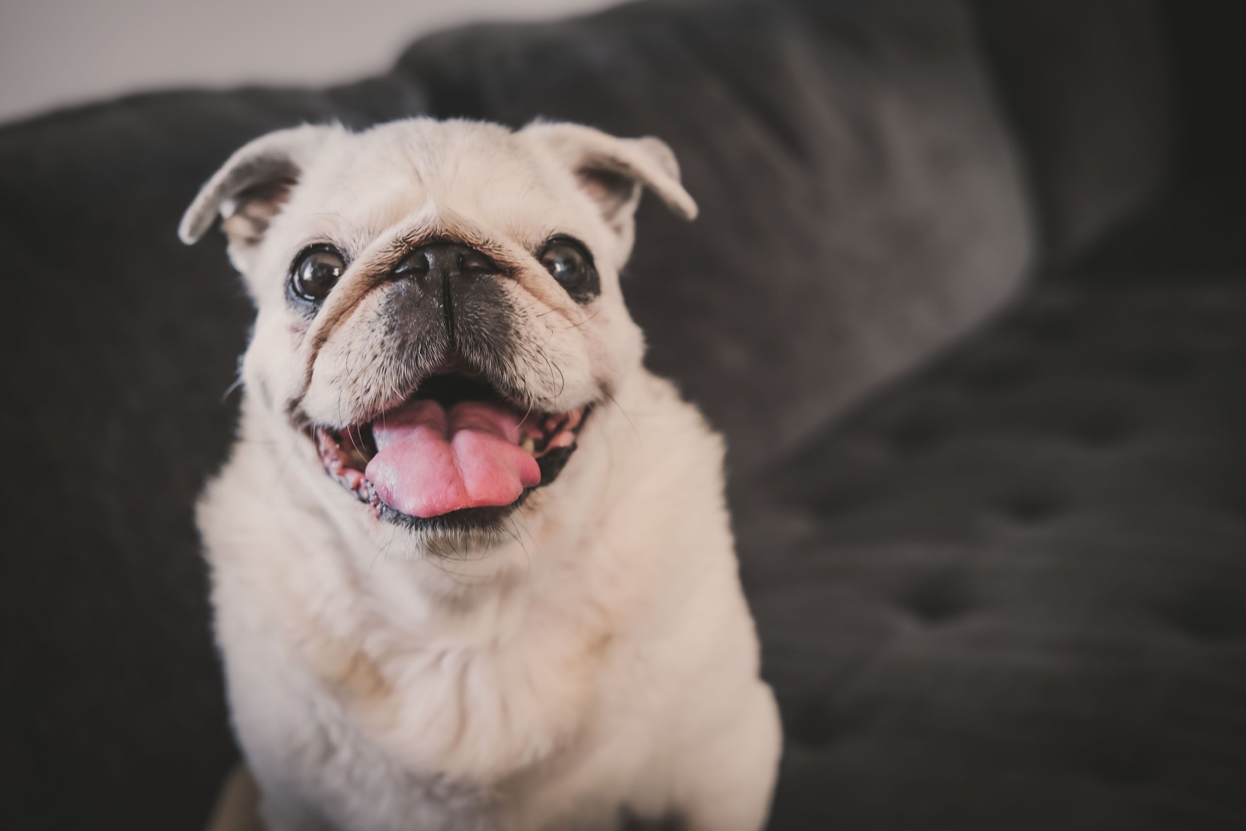 Pet-Friendly Hotel