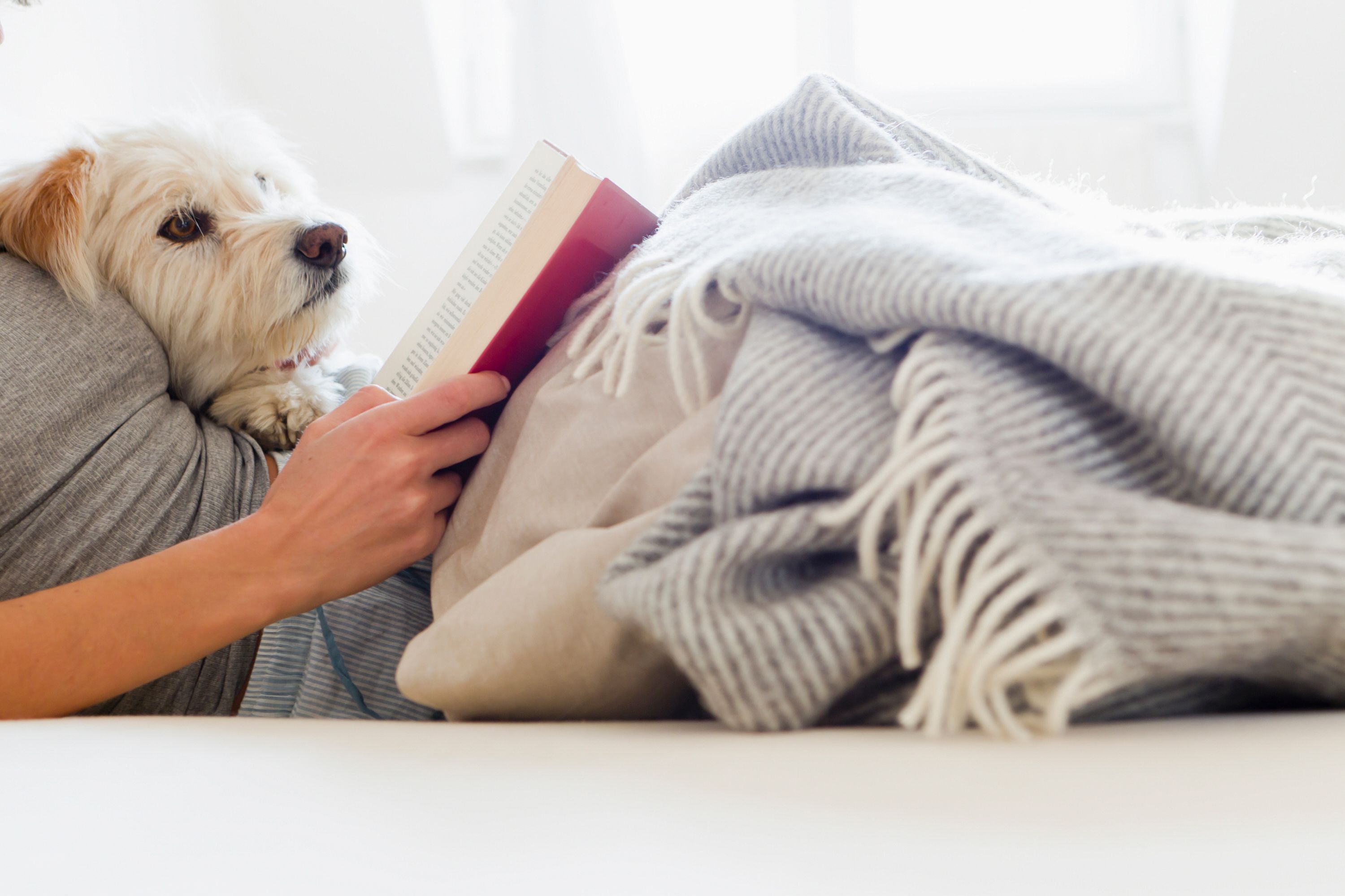 dog laying in bed with a person reading a book