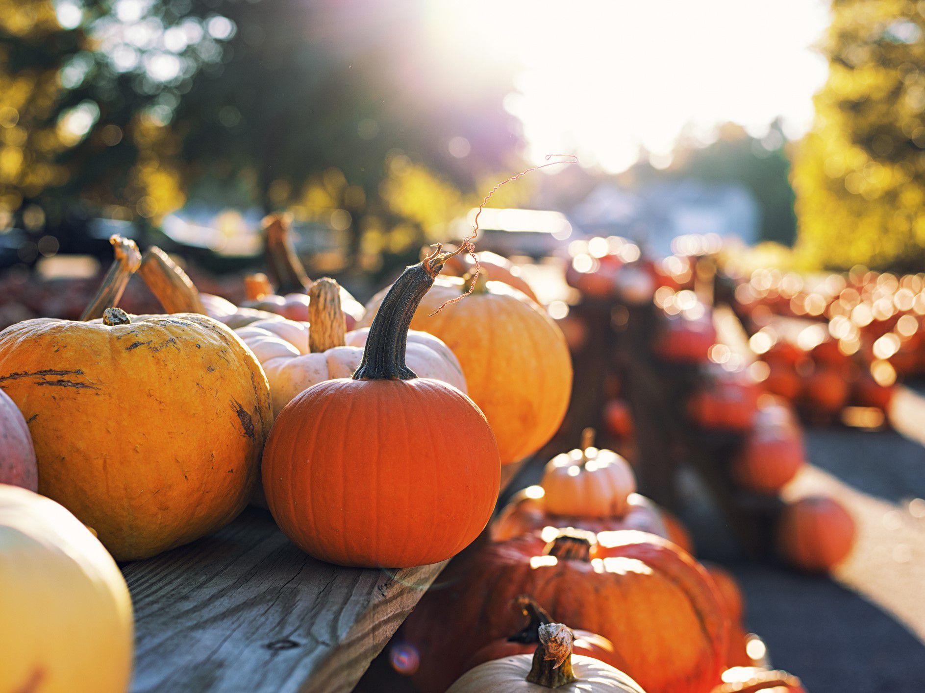 patch of pumpkins