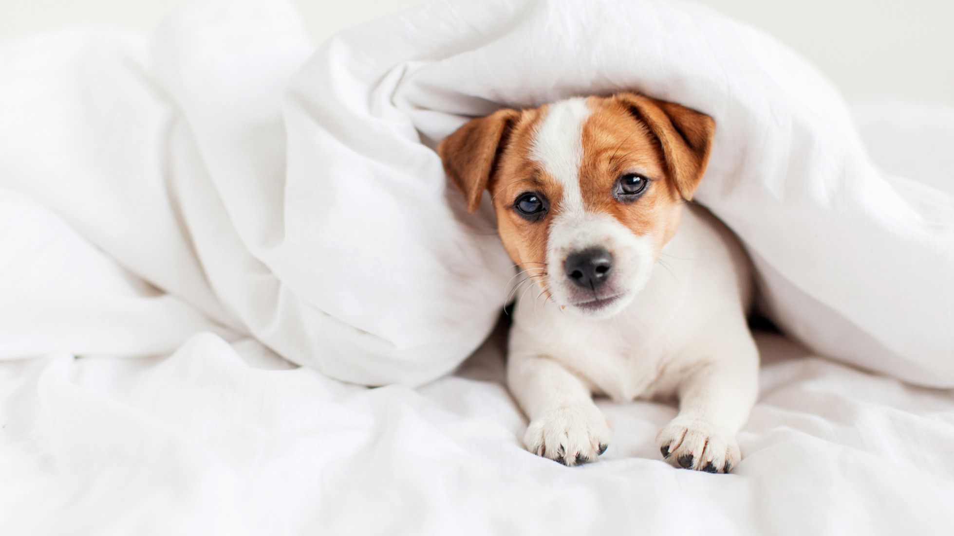 Dog under a blanket on a bed