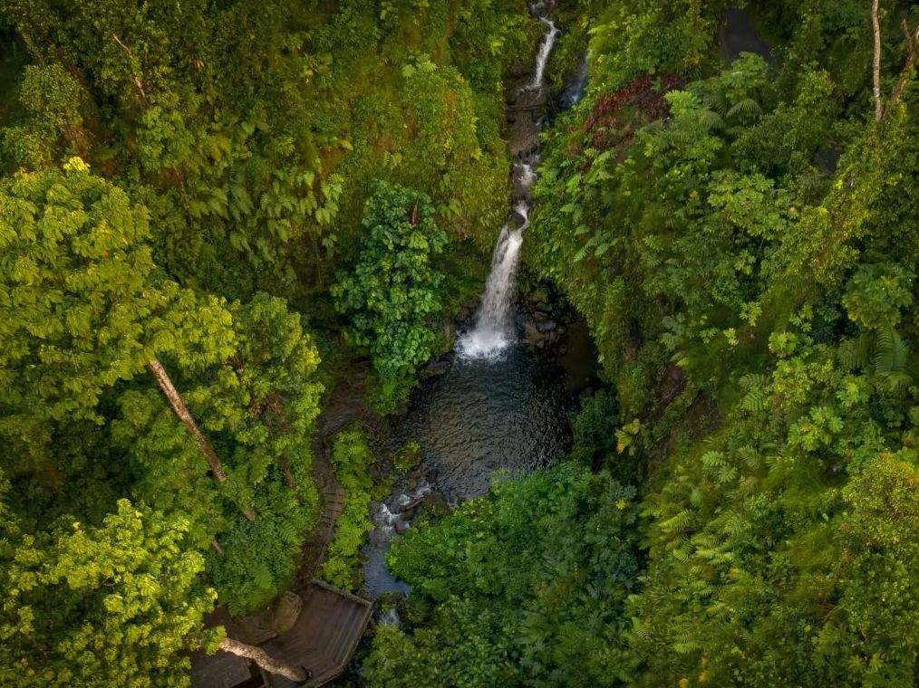Rainforests of dominica
