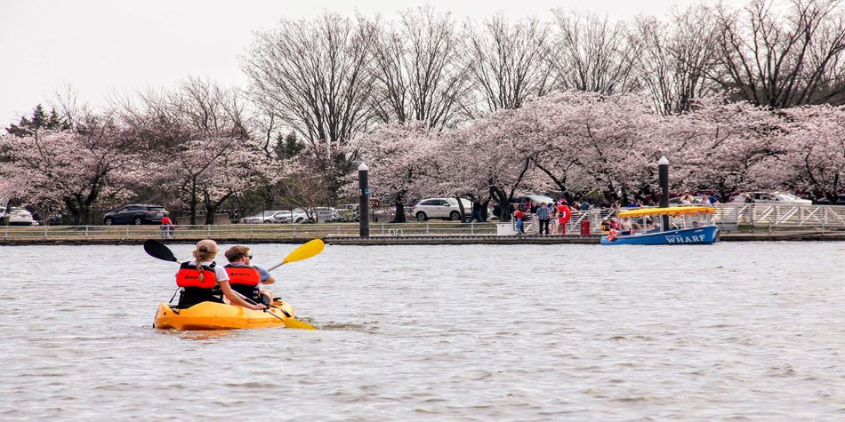 Two people kayaking on the water with cherry blossom trees and a blue water taxi in the background.