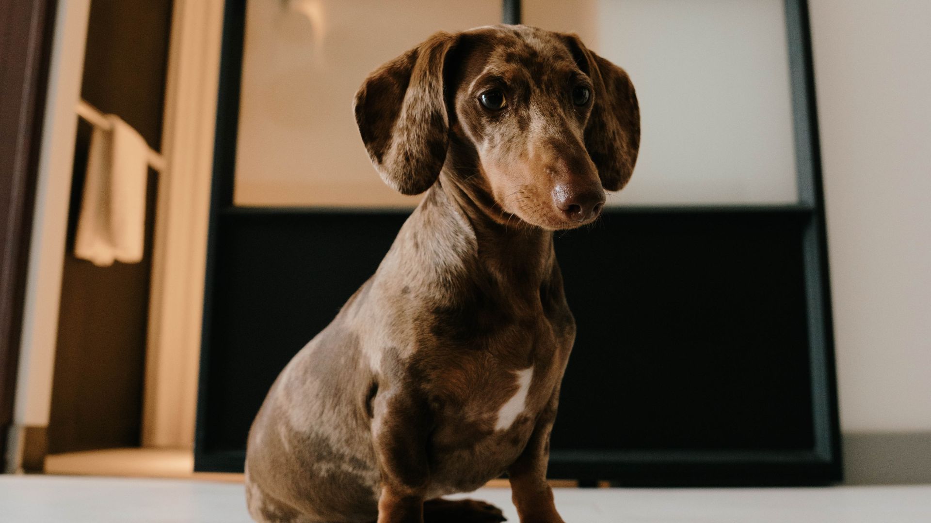 Imagen de la política de mascotas