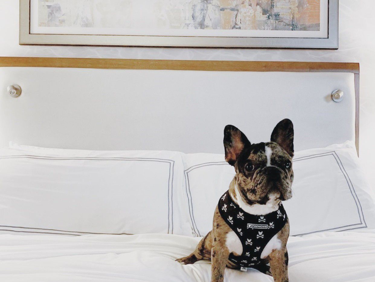 French bulldog sitting on a neatly made hotel bed in a guest room.