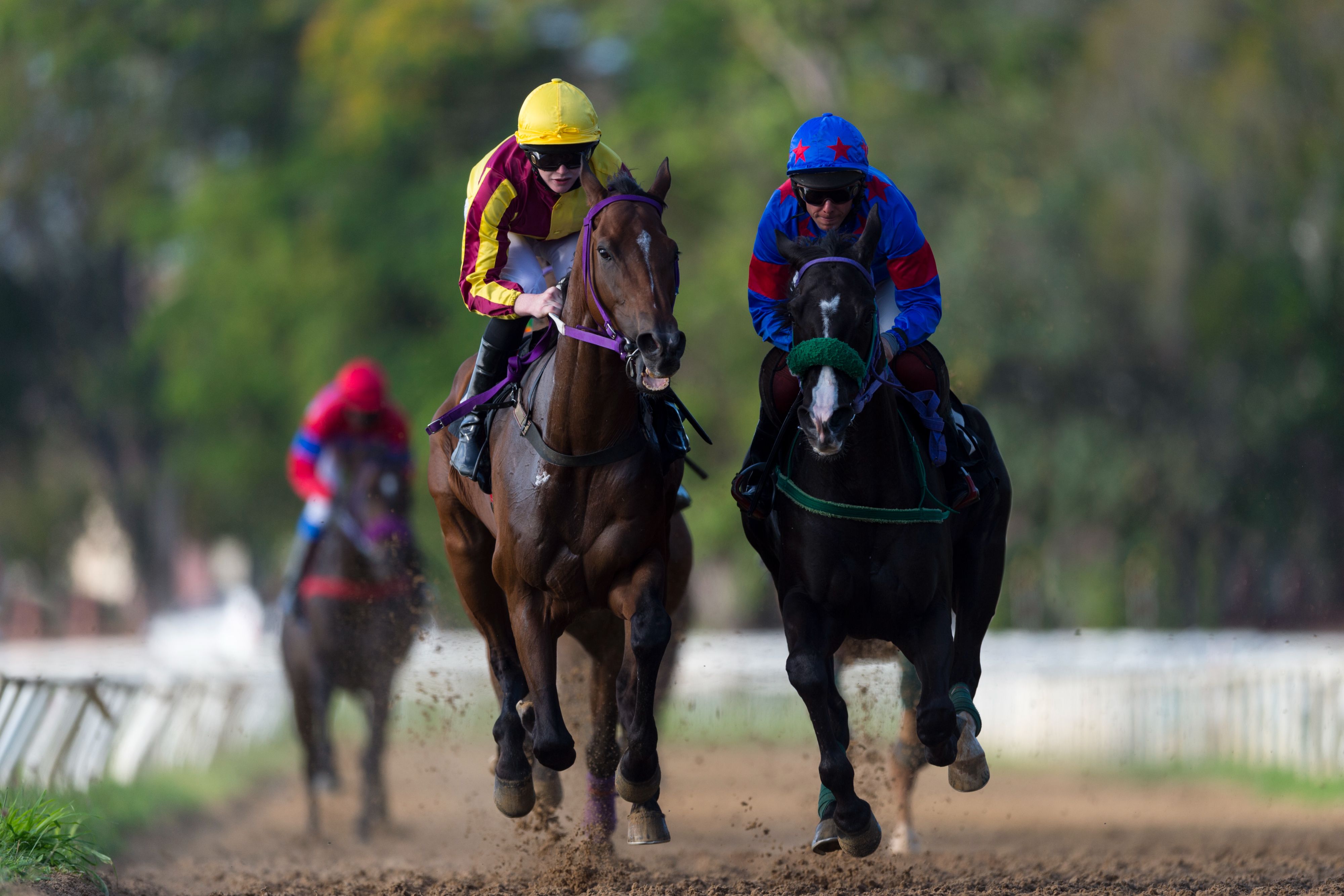 horse race