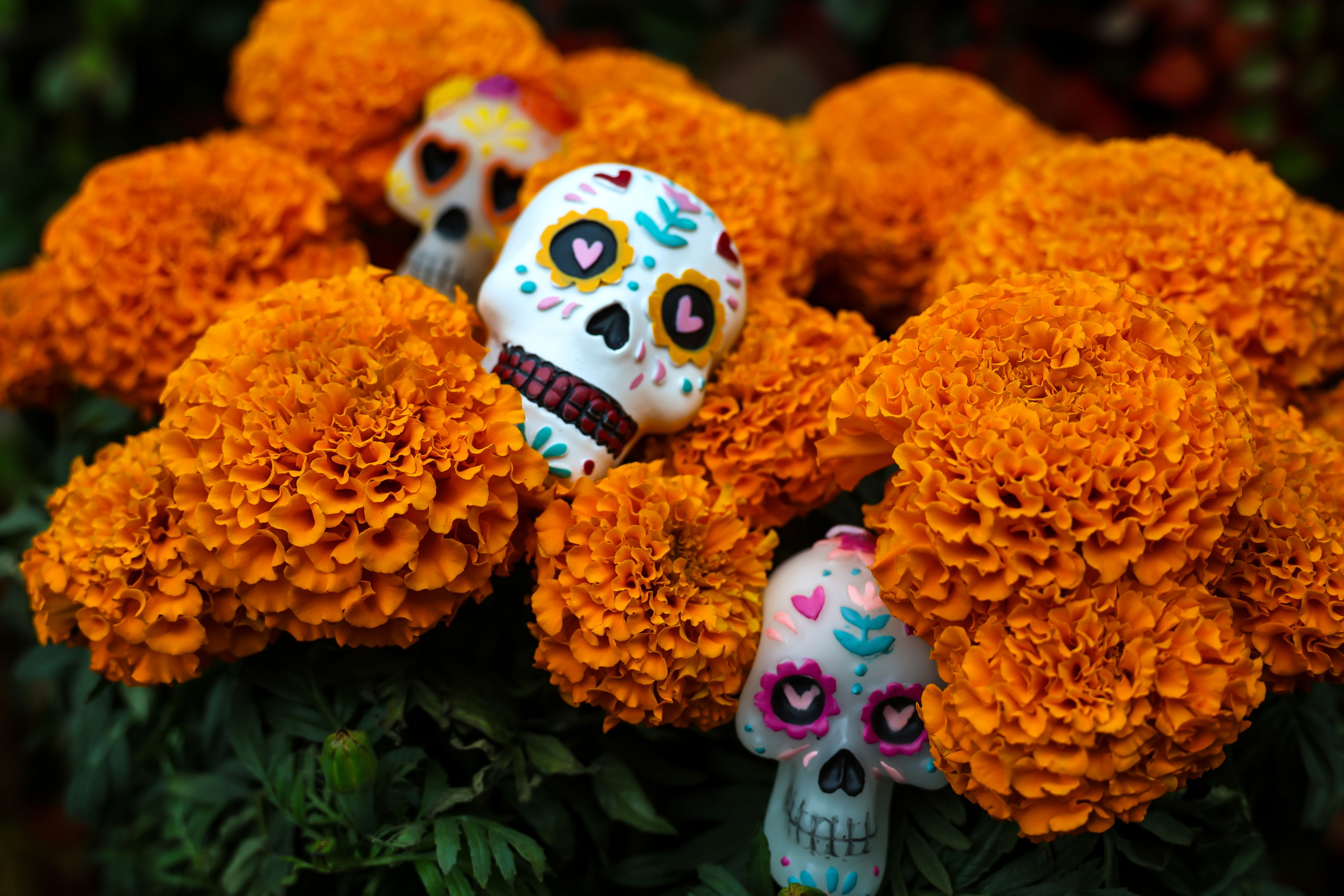 Colorful sugar skulls nestled among bright orange marigold flowers.