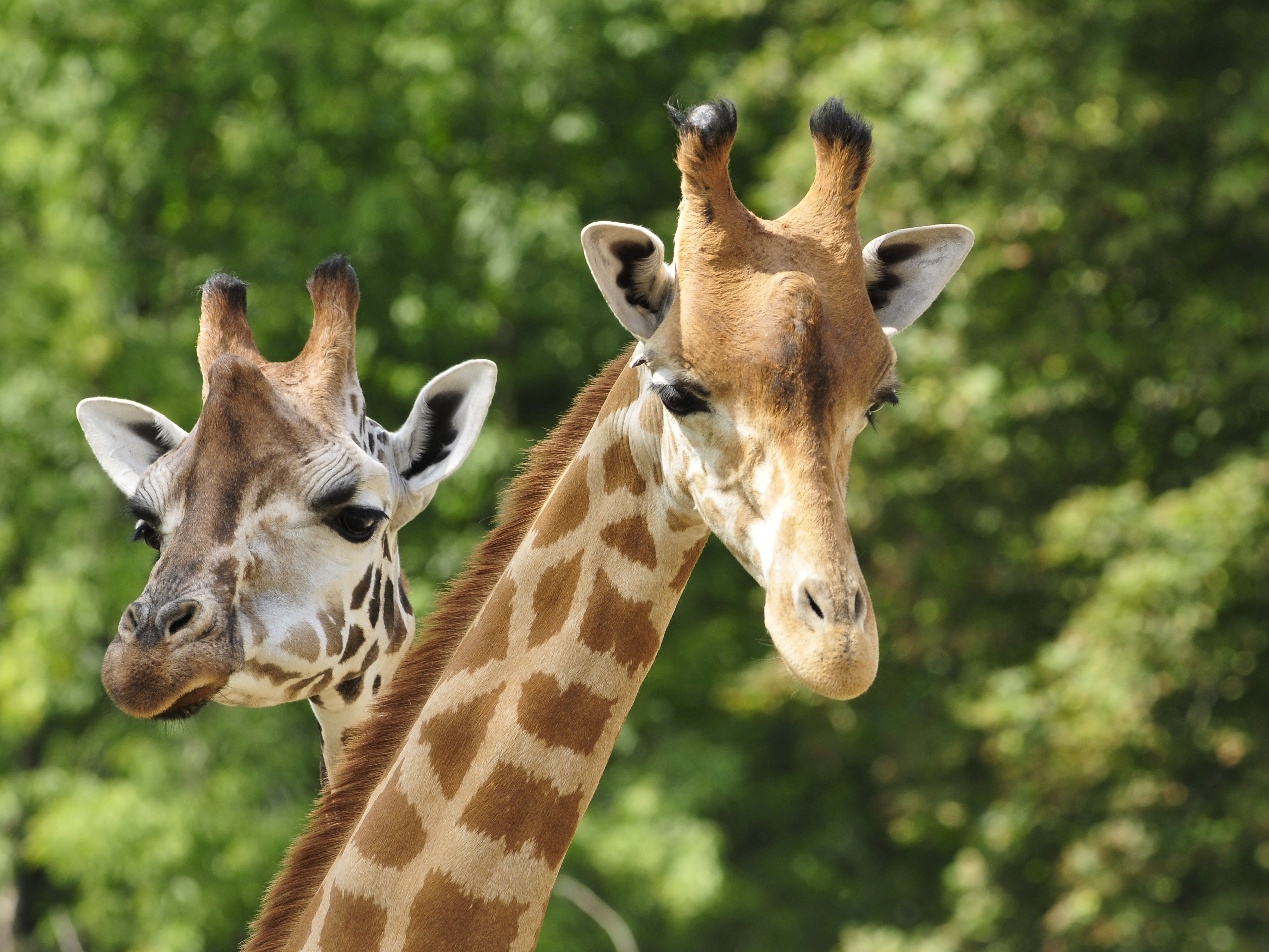Two giraffes