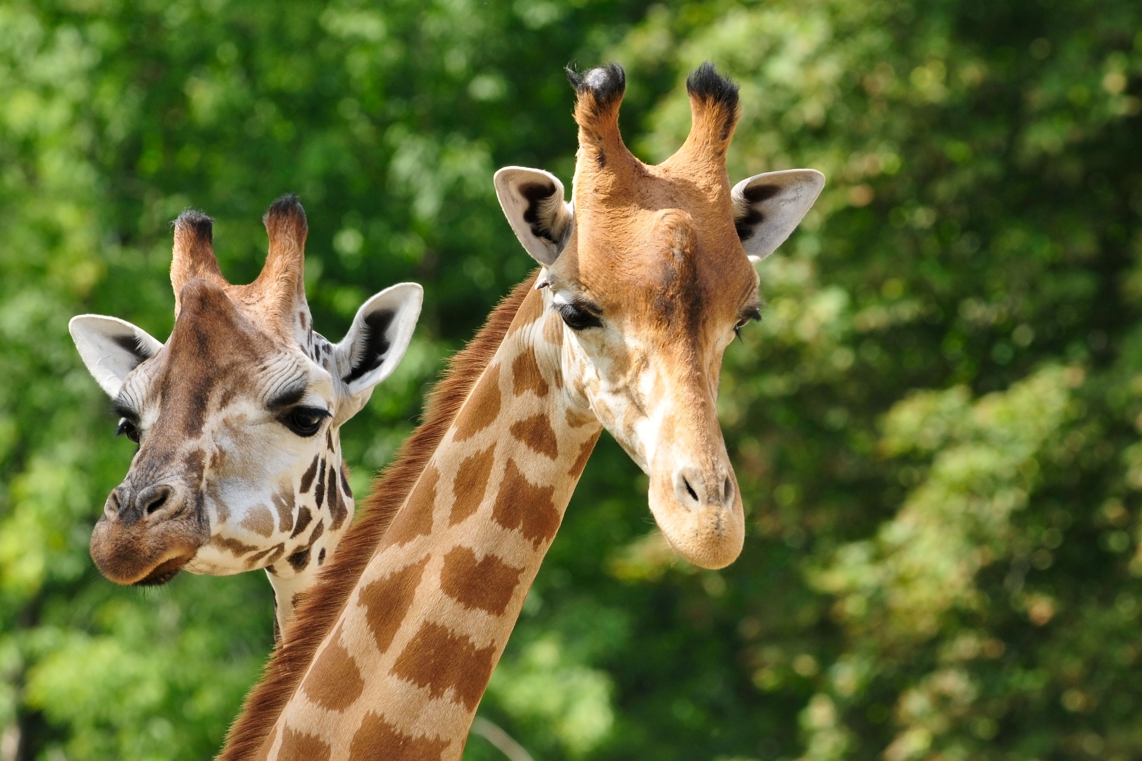 giraffes at a zoo