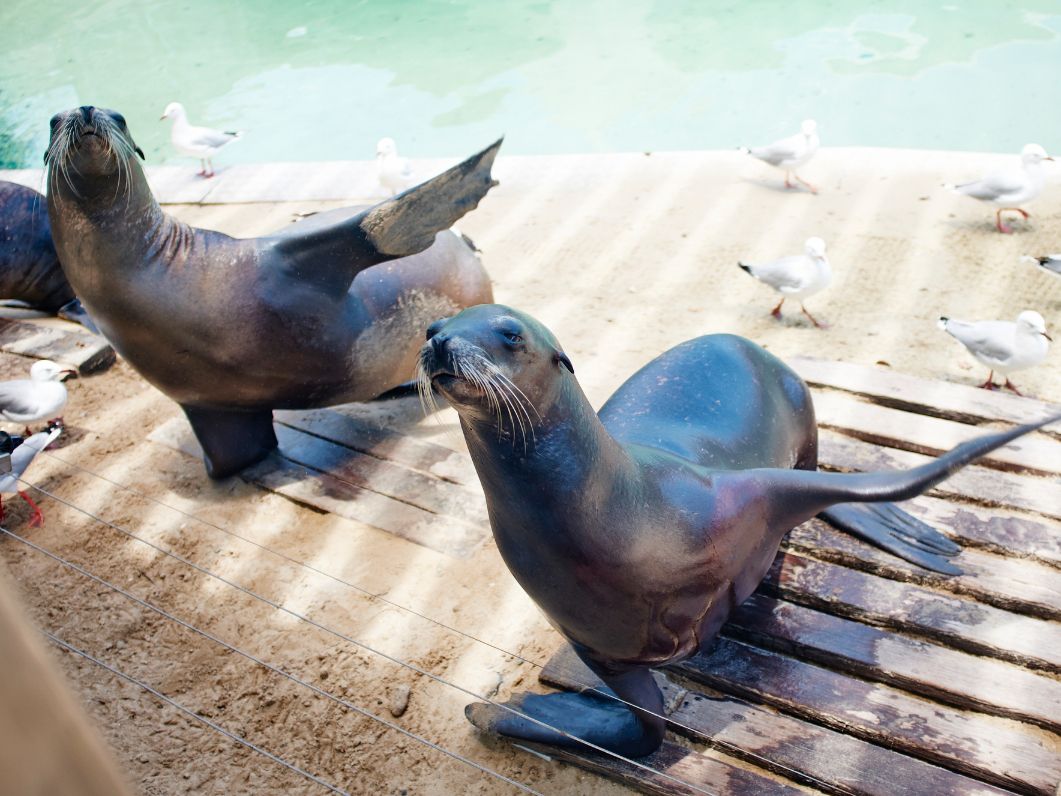 Sea Lions in habitat