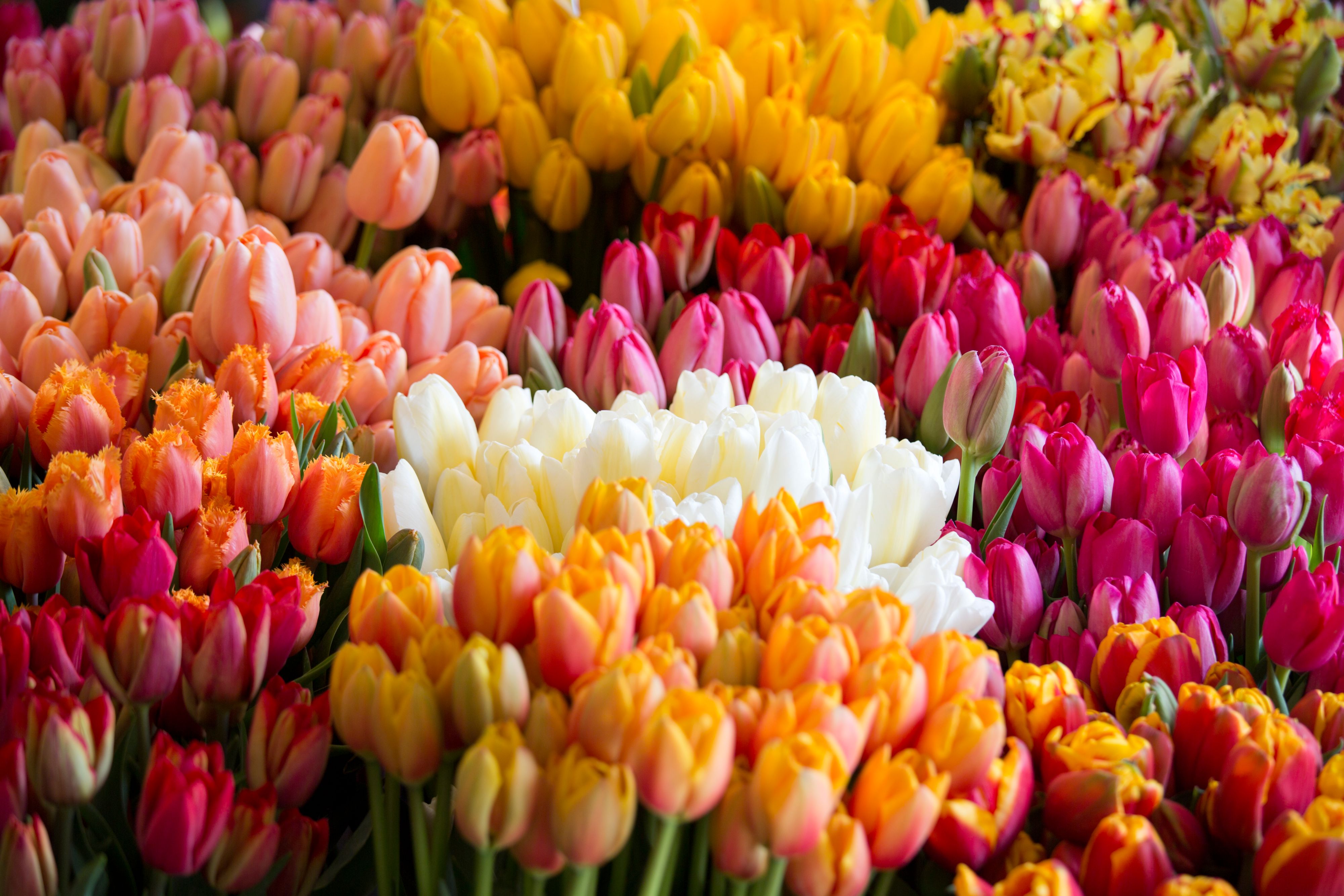 Row of Tulips