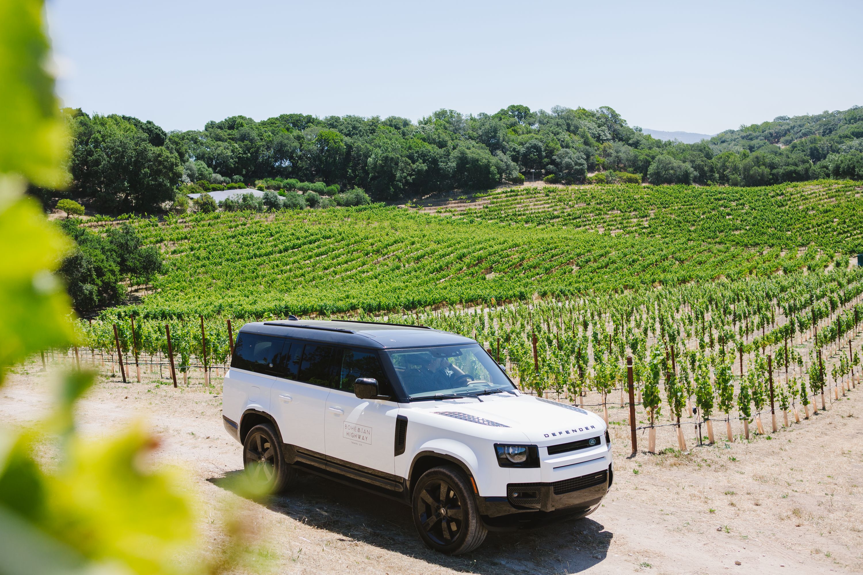 White range rover parked among the grape vines.