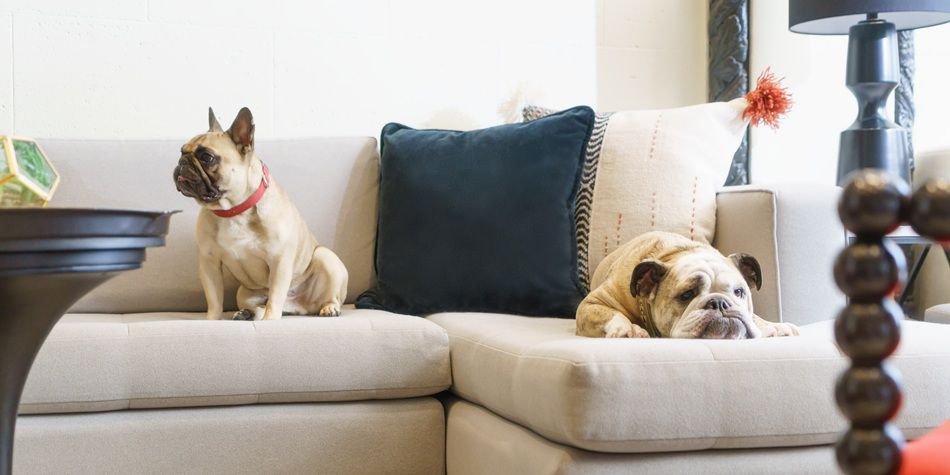 French bulldog sitting and english bulldog laying on beige couch