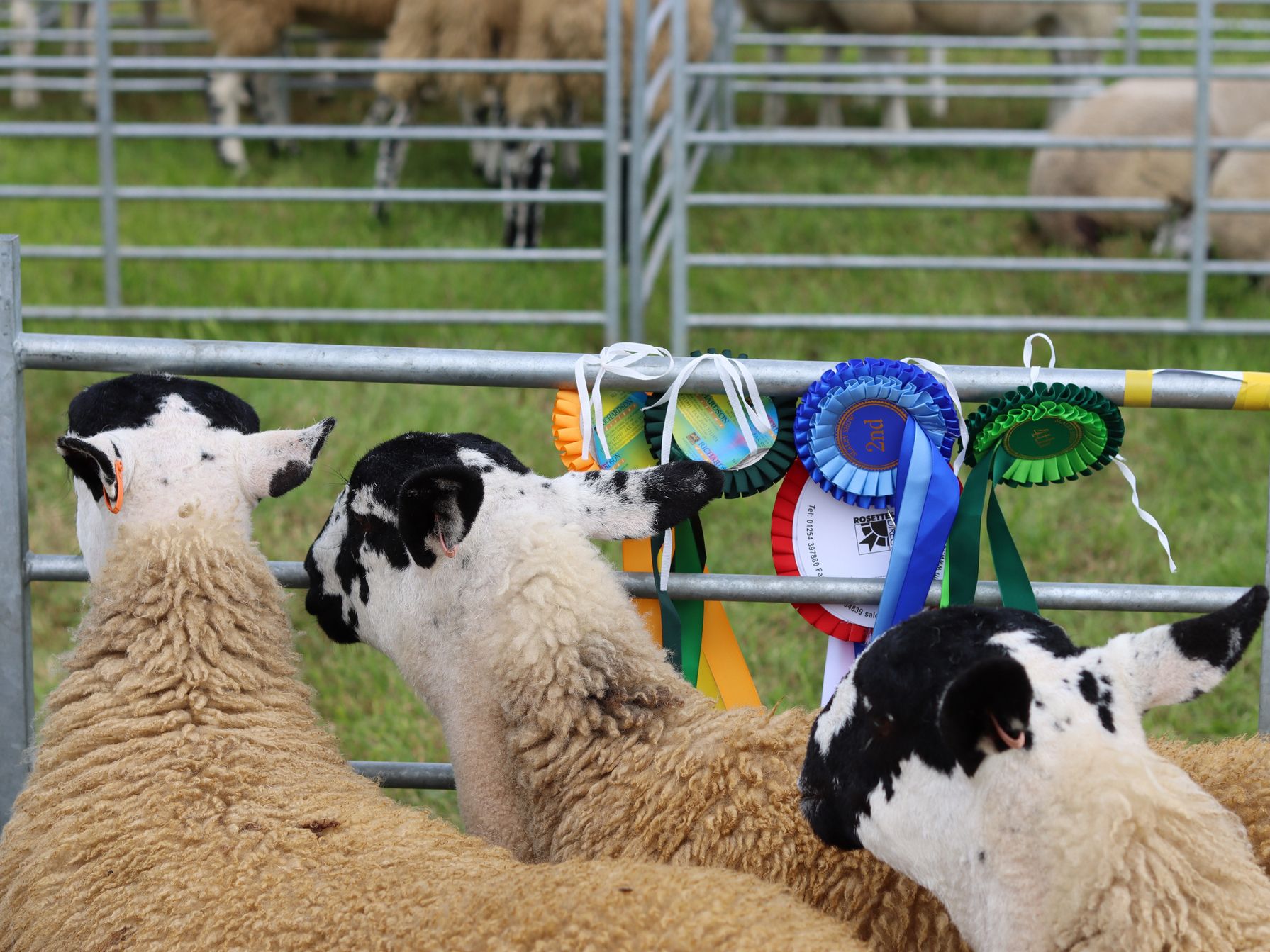 Sheep with ribbons displayed.
