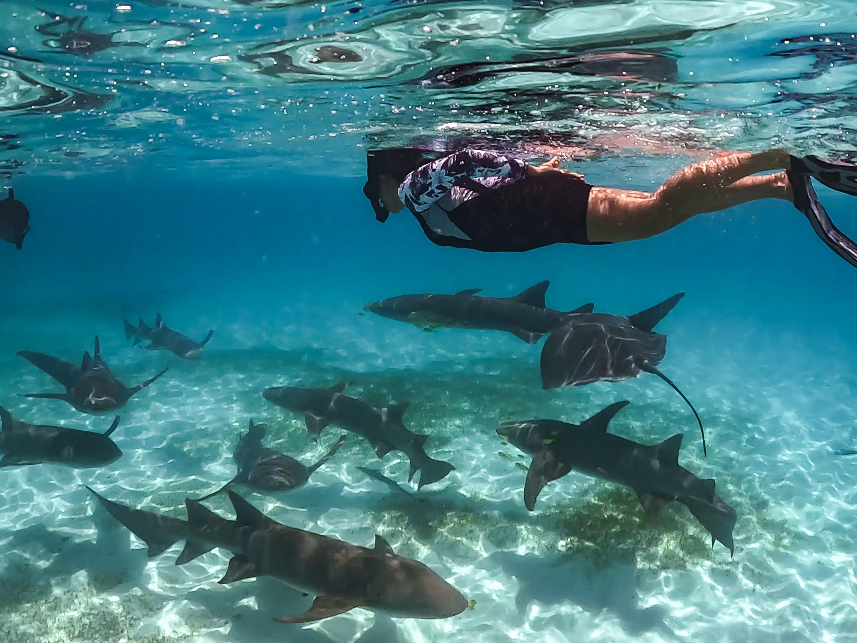 Nurse Shark Snorkeling