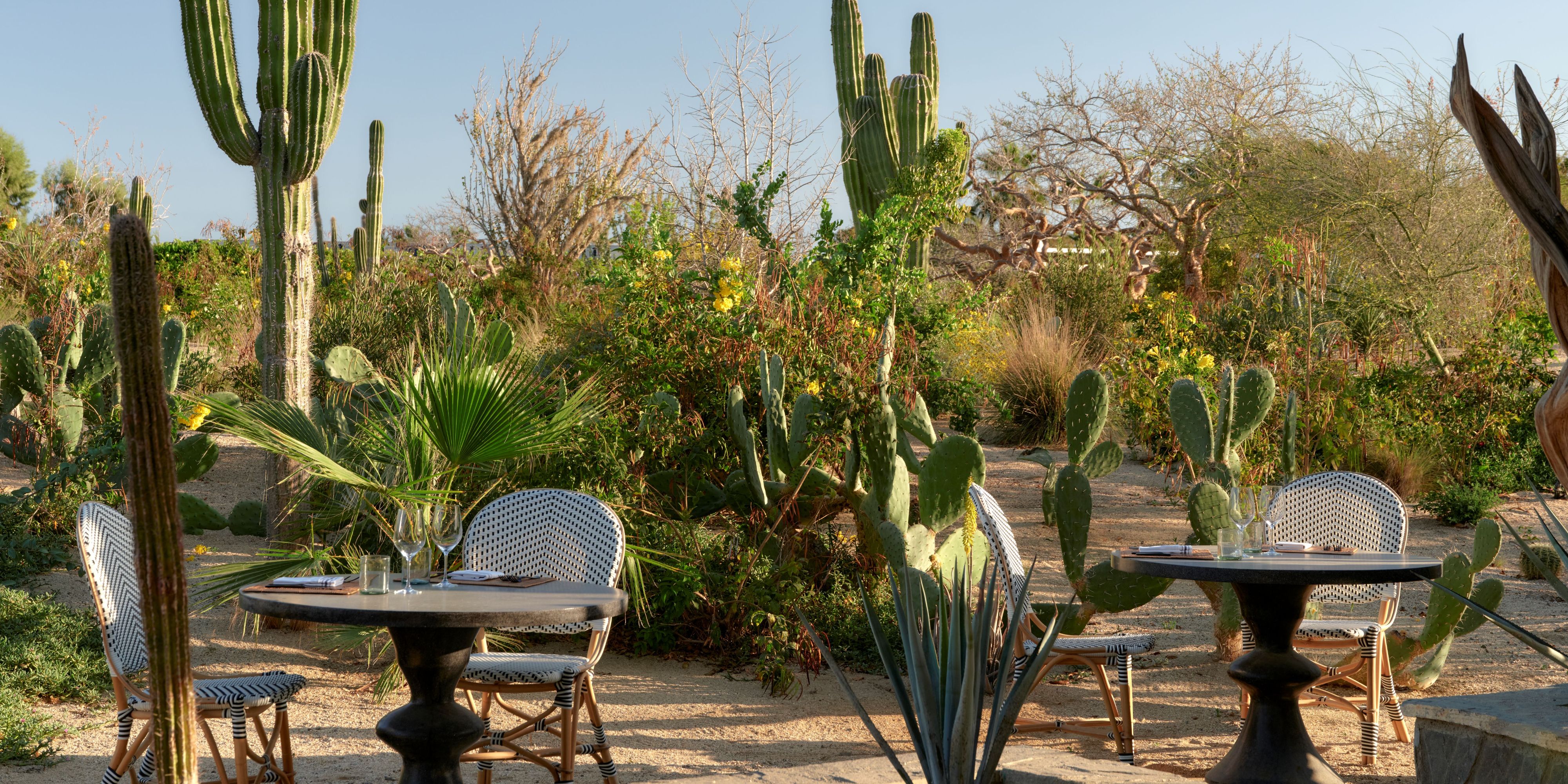 Seating among the desert at Botanica.