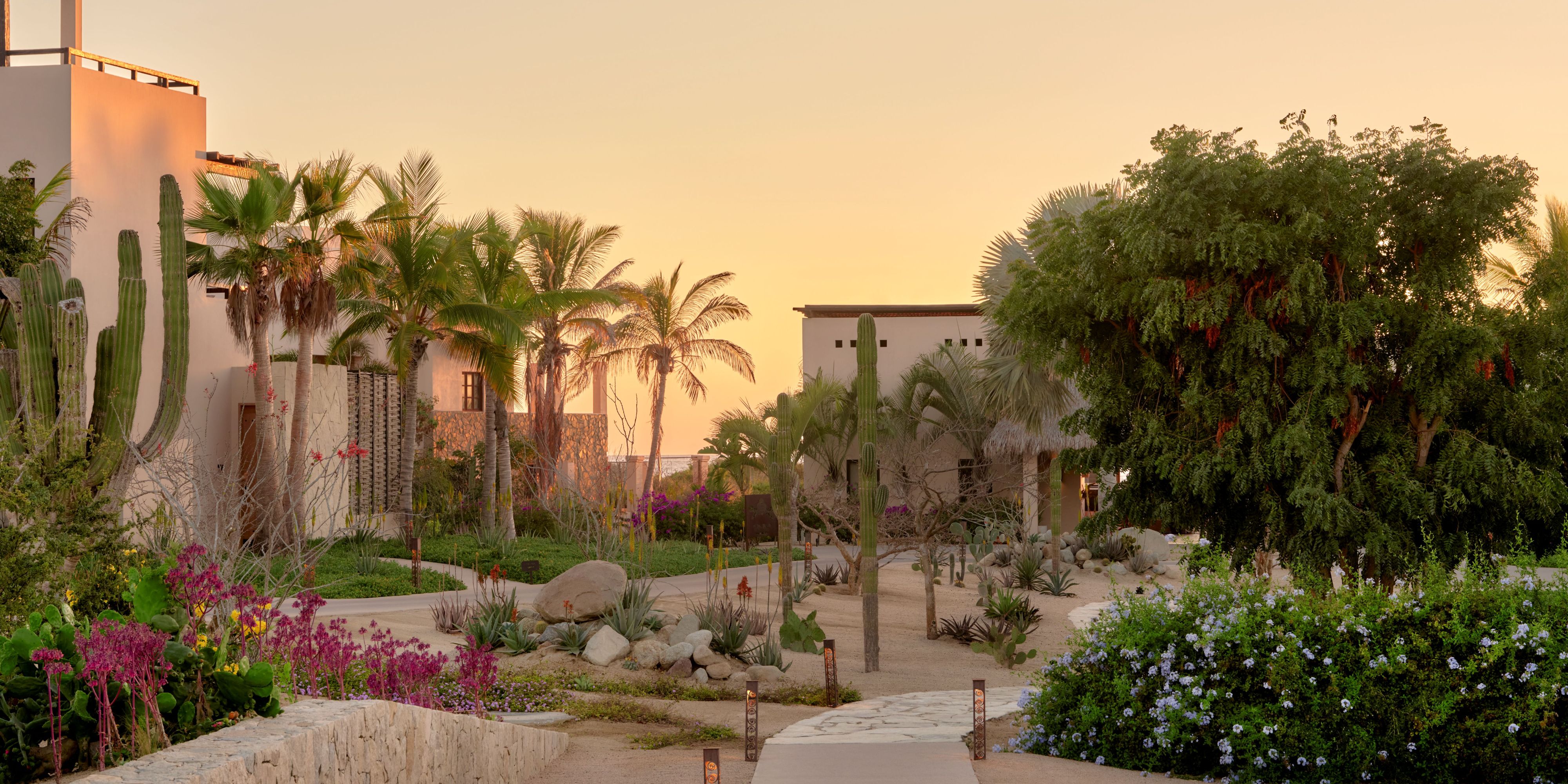 Hotel garden with desert plants and trees.