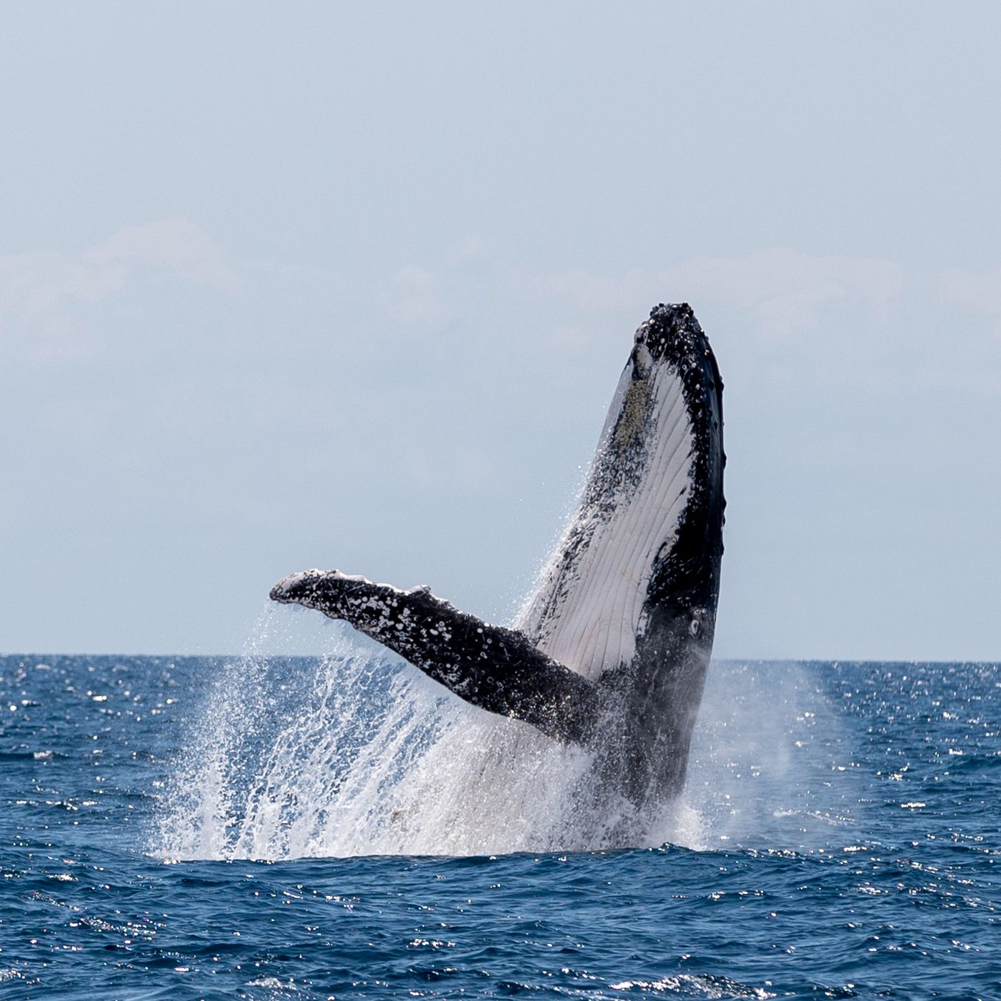 Humpback whale breaching.