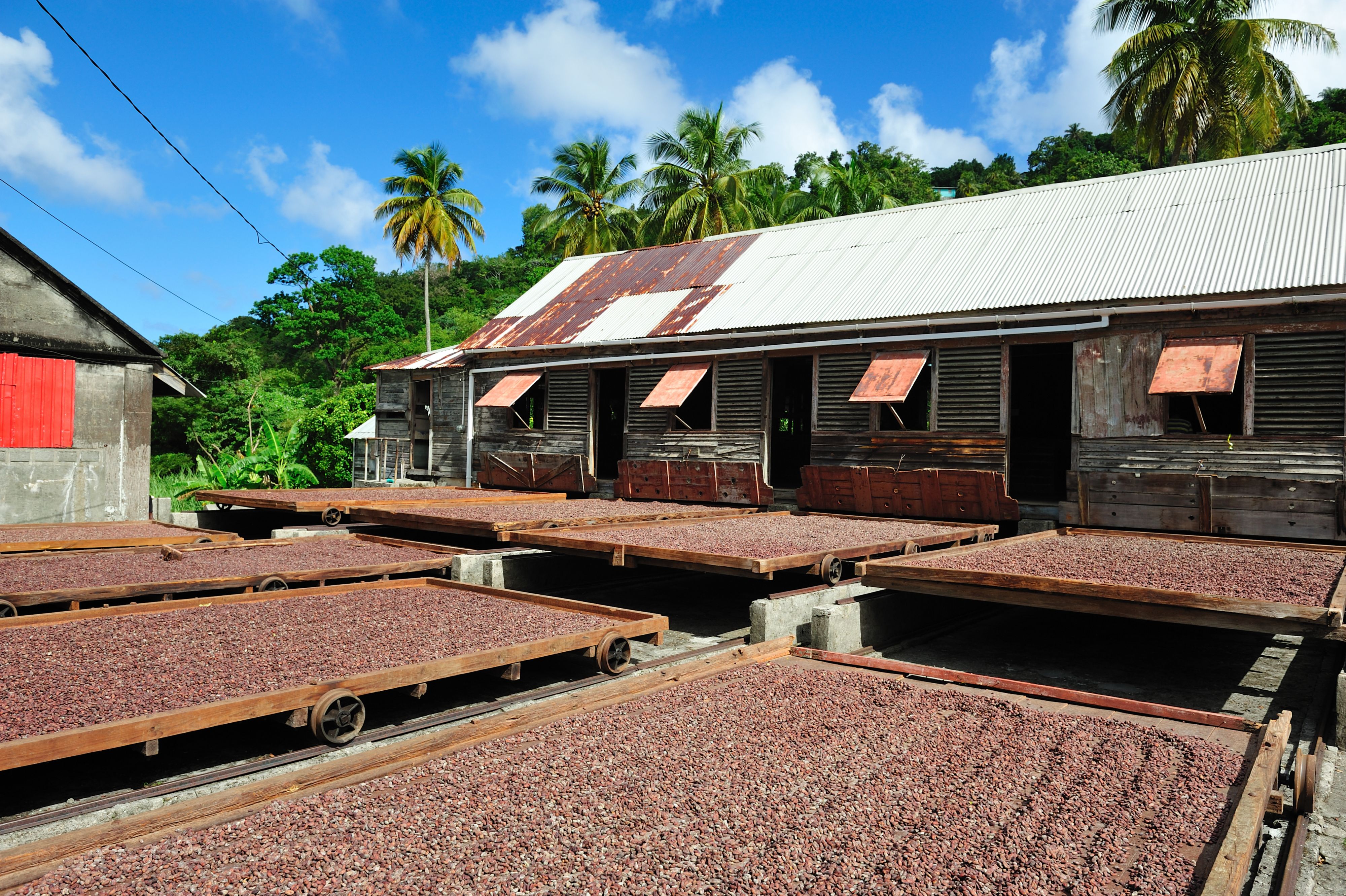 Cocoa beans drying at the plantation on Grenada in the Caribbean