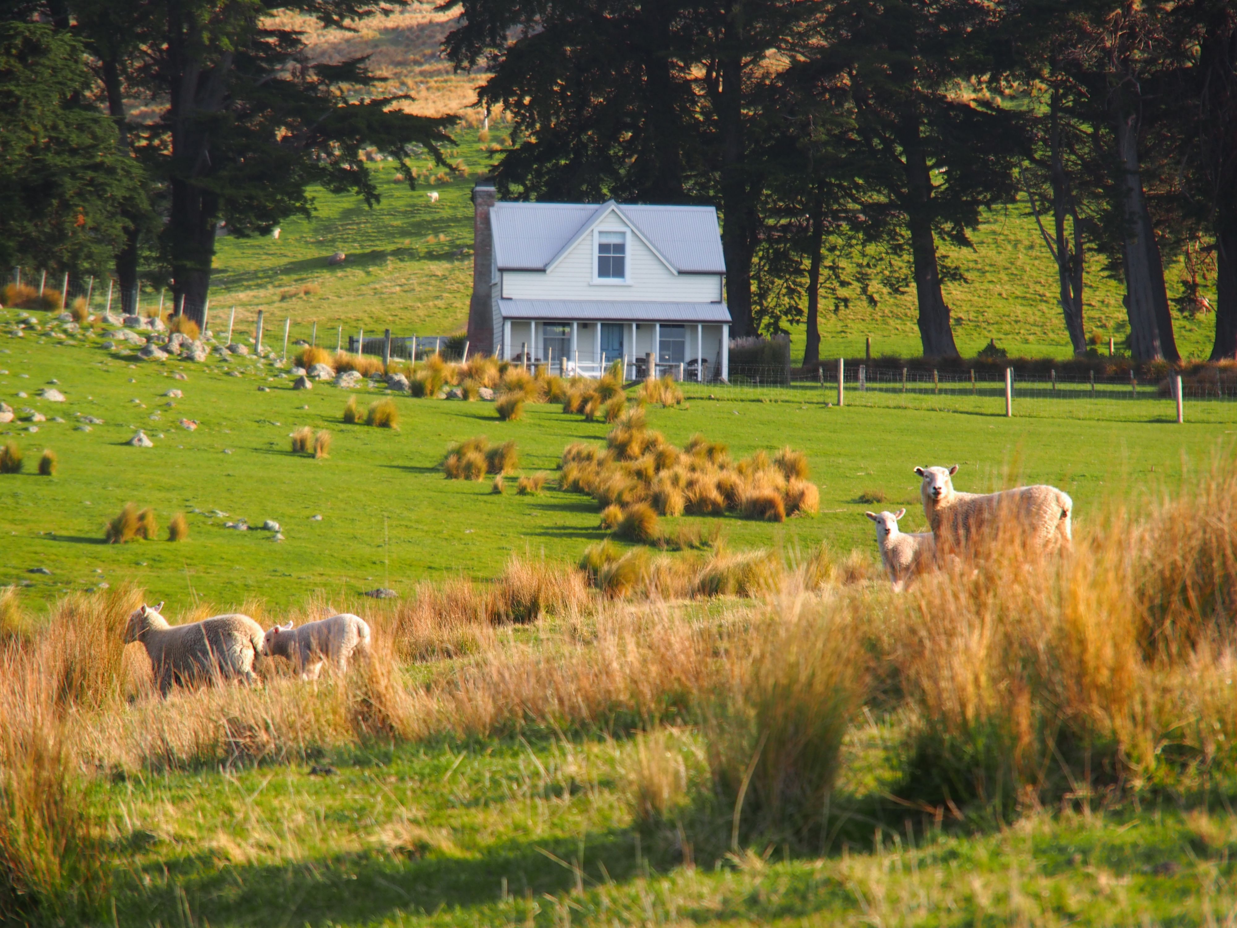 Ферма в новой Зеландии