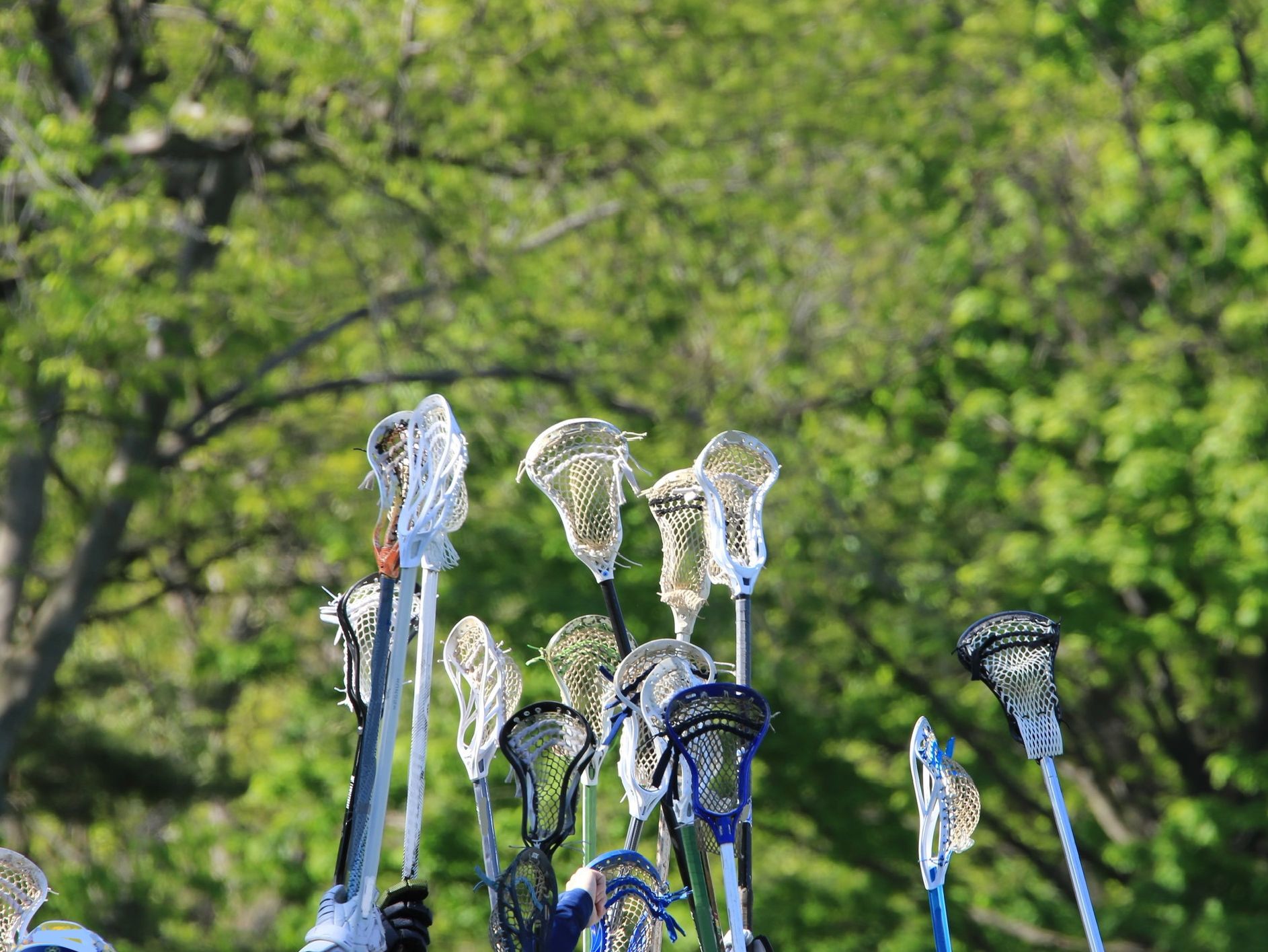 Lacrosse sticks in the air