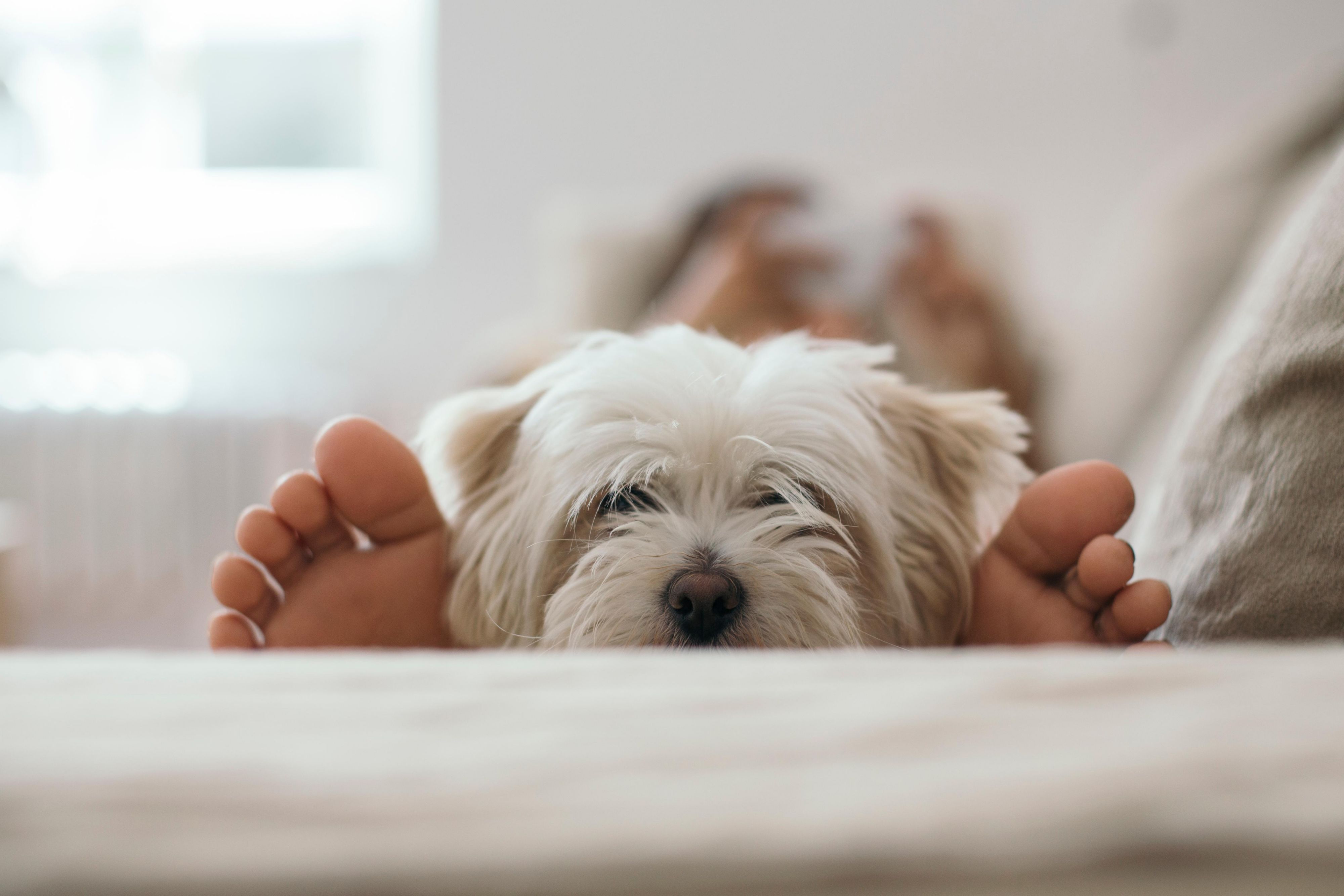 No need to leave your furry friends at home. Our Staybridge Suites is pet friendly. Pet fee of $50 for stays under 6 nights. $75 for stays of 7 to 29 nights. $150 for stays of over 30 nights. Your pet will receive a welcome doggie treat bag. Pet walking area on property with doggie "doodie" bags and trash receptacle.