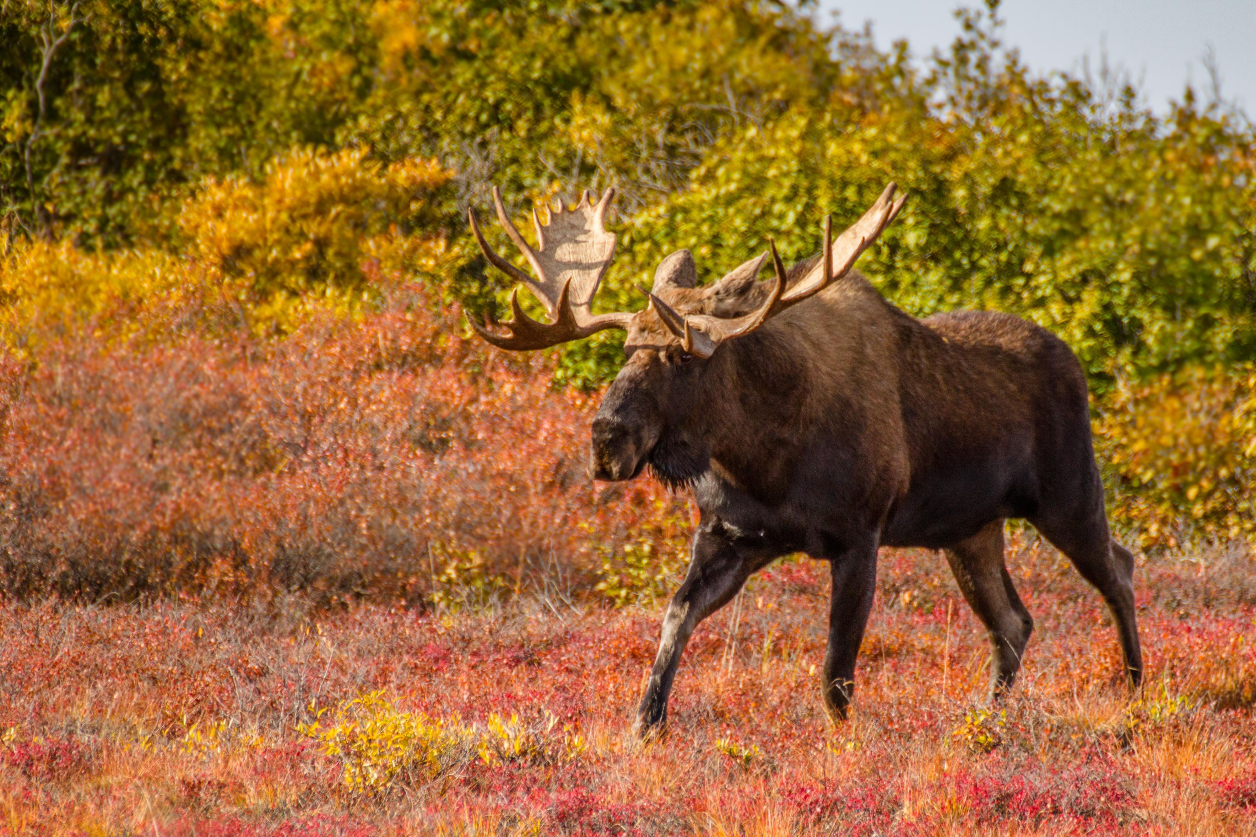 You may catch a glimpse of a moose while visiting Alaska.
