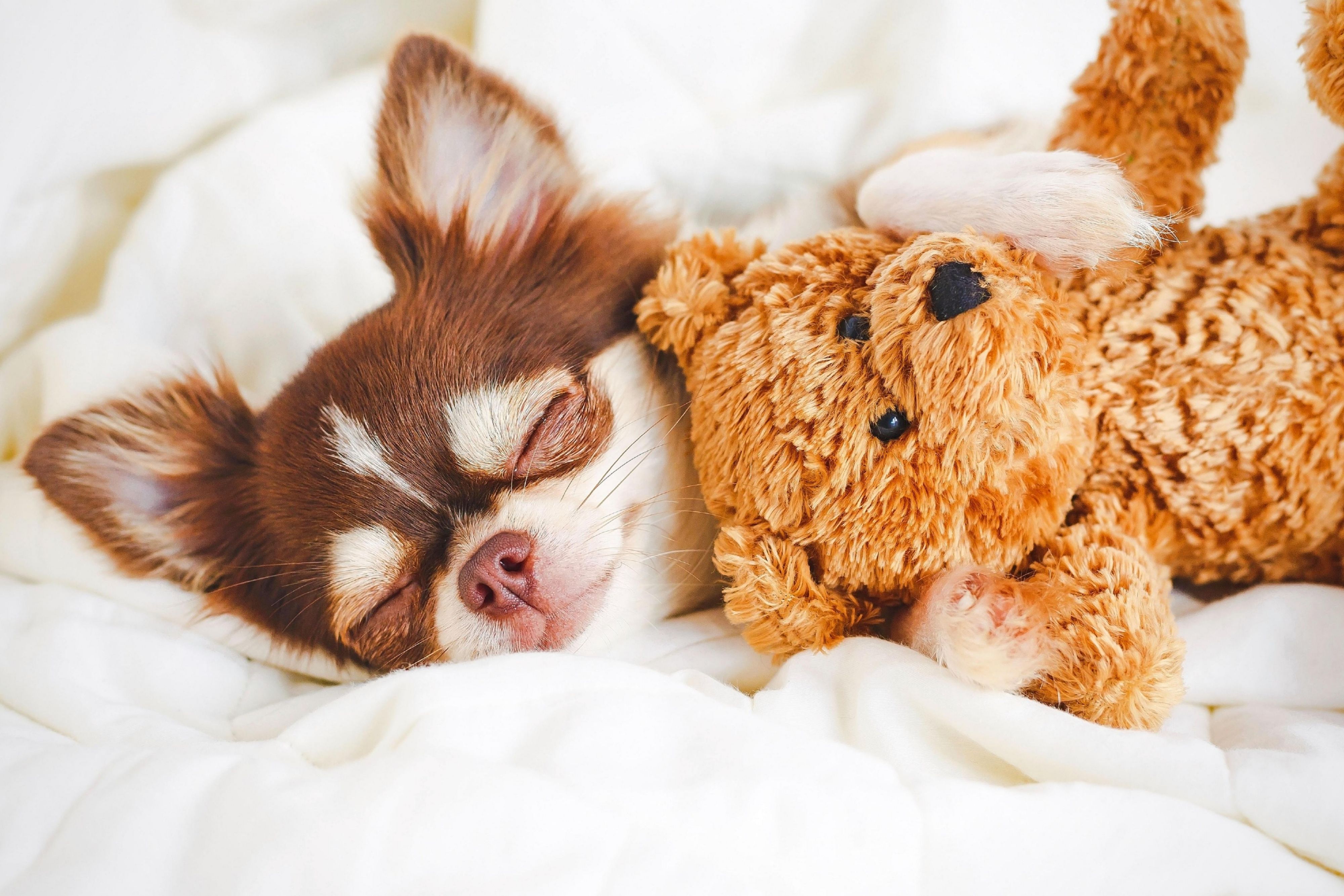 Leave no one behind and bring your furry companion along on an adventure! Pets are allowed at a fee of $49 USD with a limit of 80 lbs. and 2 pets for stays 1-6 nights and $99 for extended stays of 7 nights and more. Select pet friendly hotel suites available.