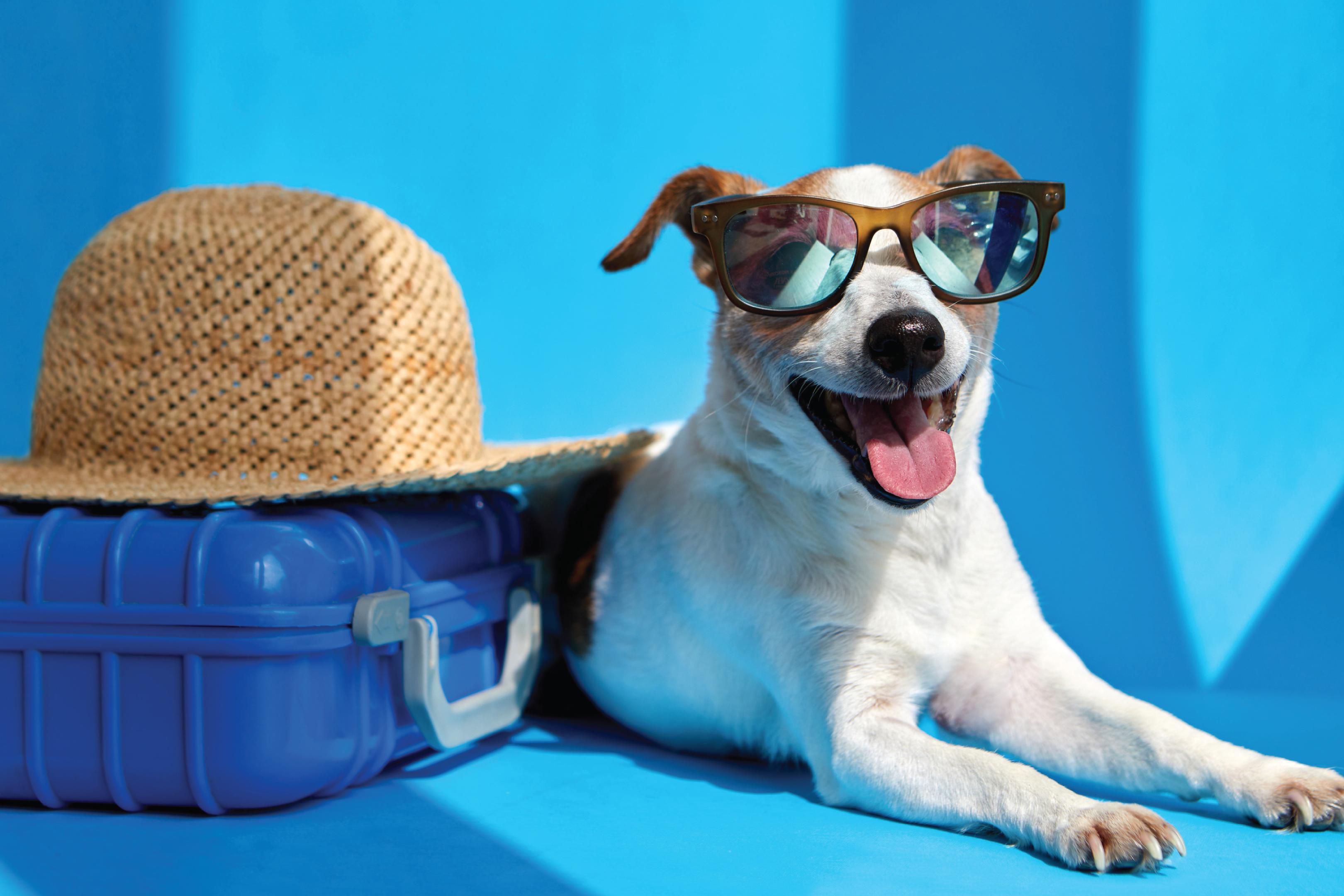 We welcome all four-legged guests to have a wonderful time relaxing with the special pet set up amenities to enjoy throughout the stay with us.