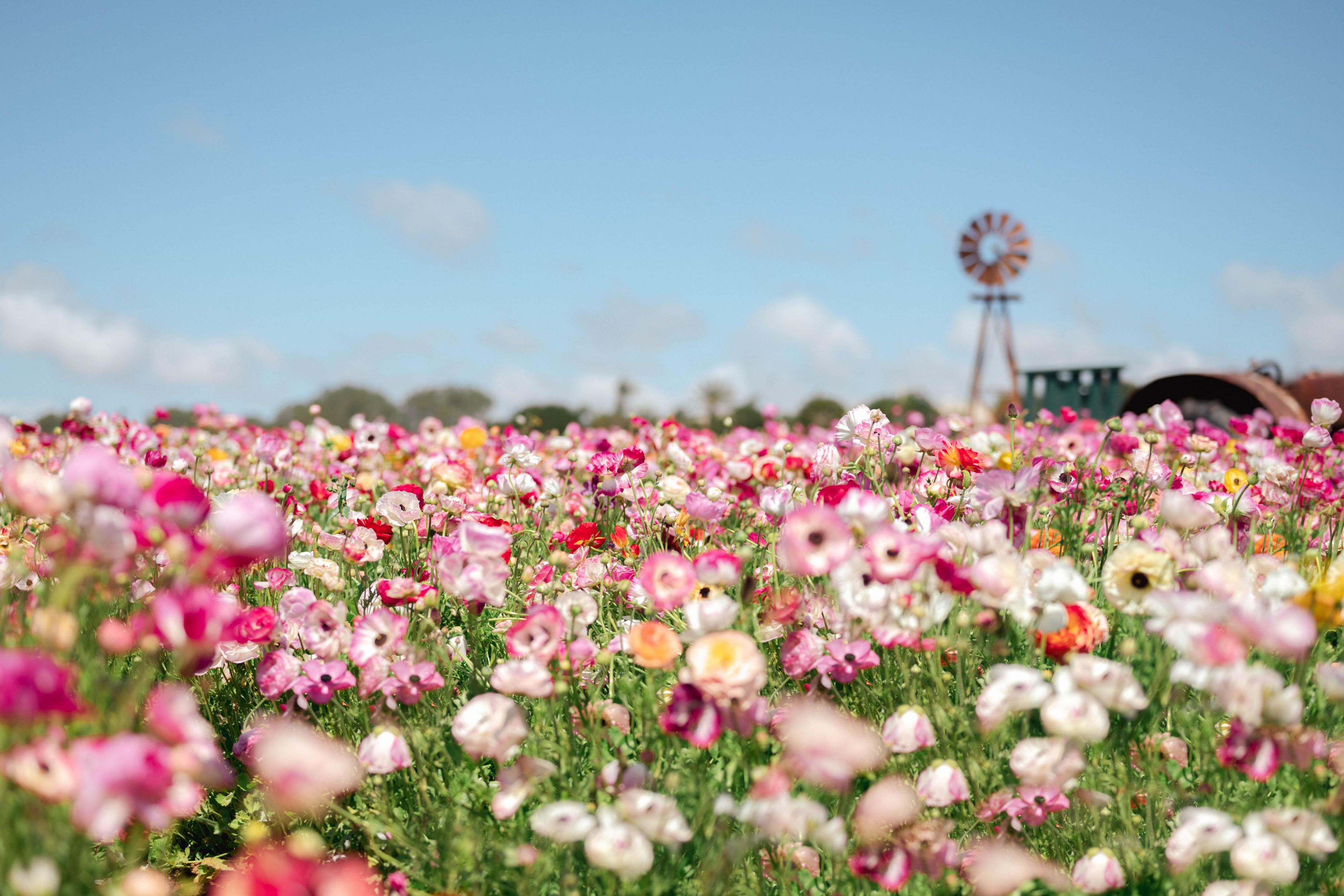 Explore the splendor of Carlsbad Flower Fields.