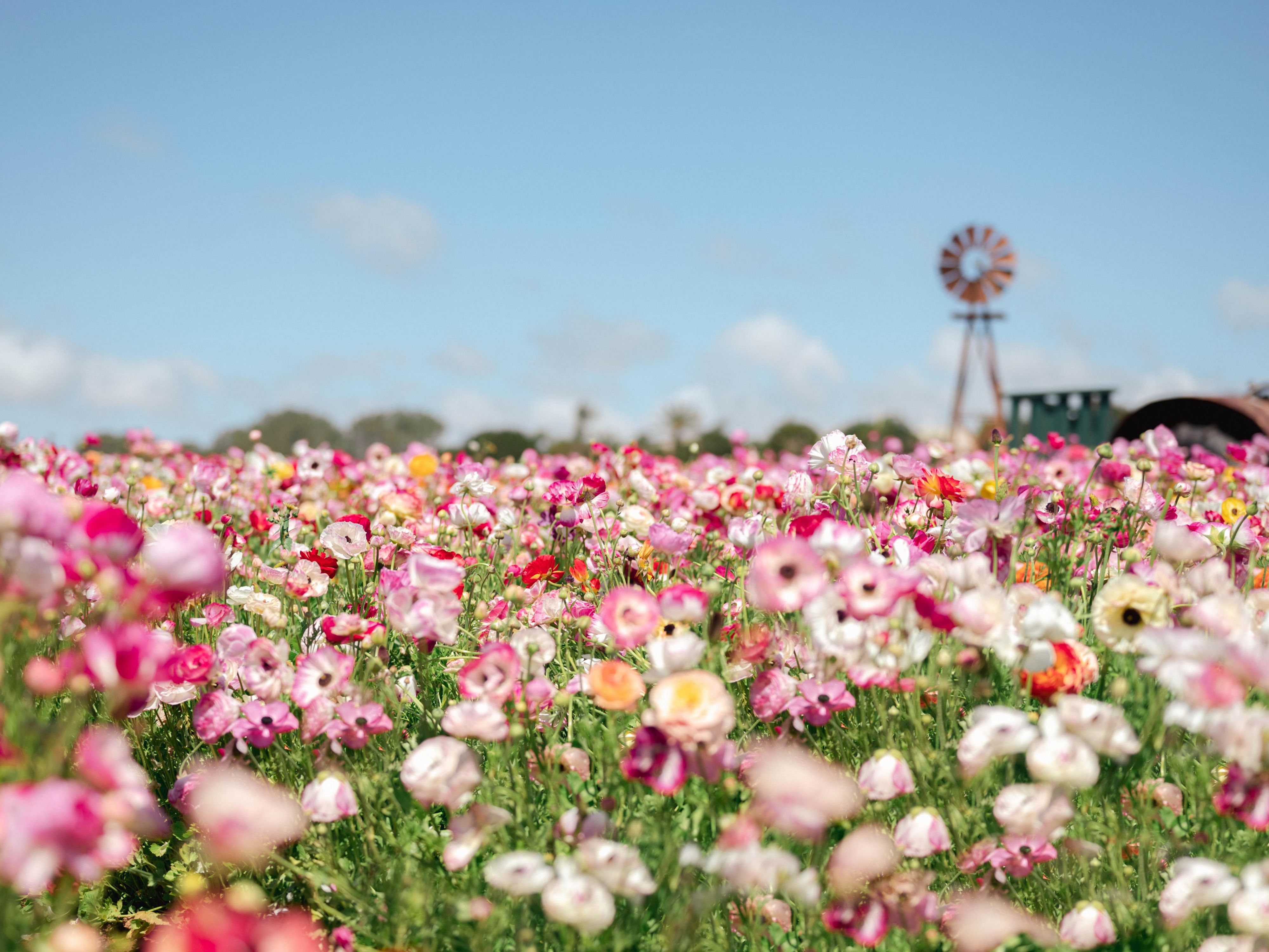The Carlsbad Flower Fields Are Back