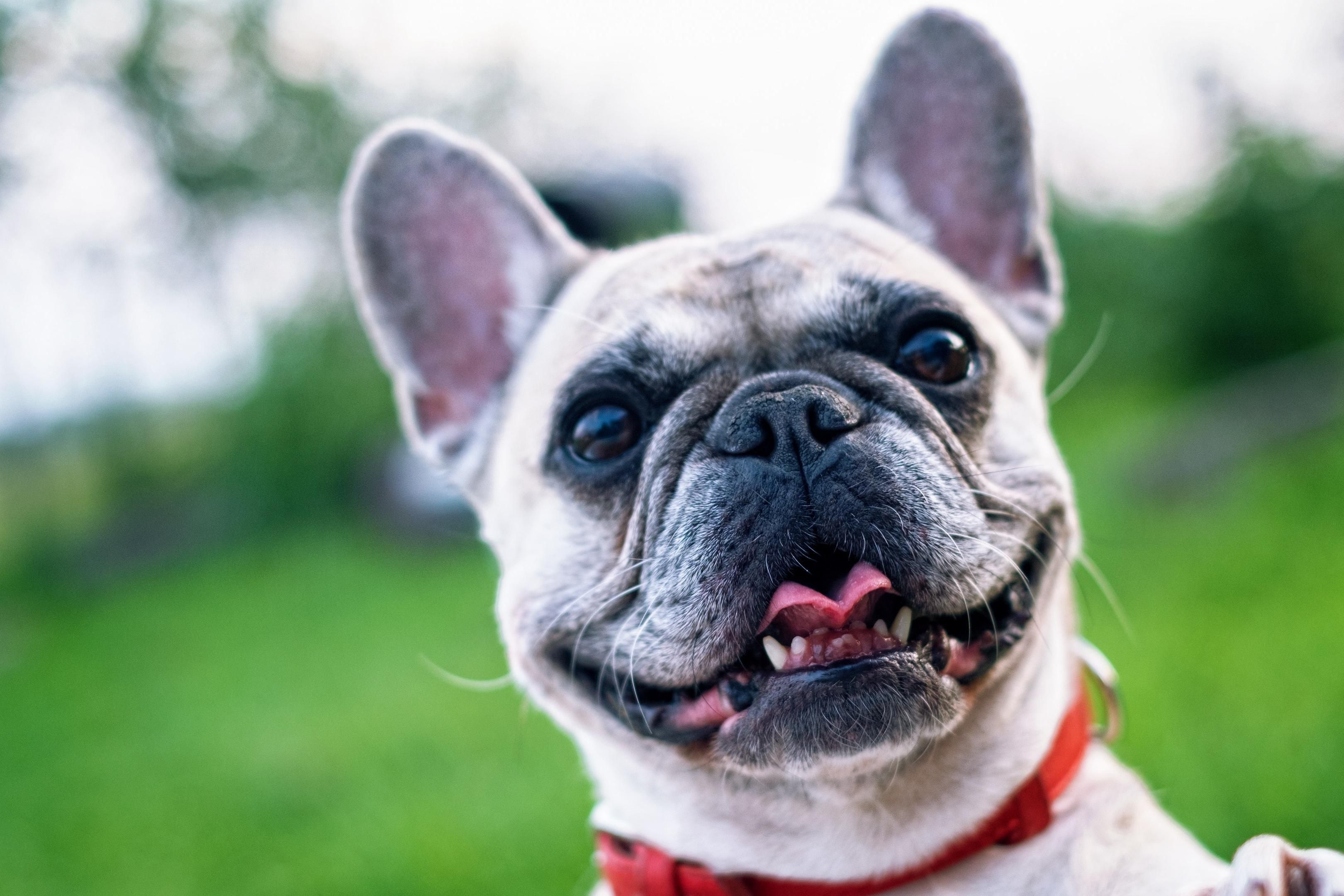 We love pets!! We also know that they make a house a "home", so when planning your travel, be sure to bring them along! A non refundable pet fee of : 1 to 6 nights the one time fee is $75 dollars plus tax, or 7 plus nights the one fee of $150 plus tax. Pet must be registered at check in and pet policy signed and adhered to.
