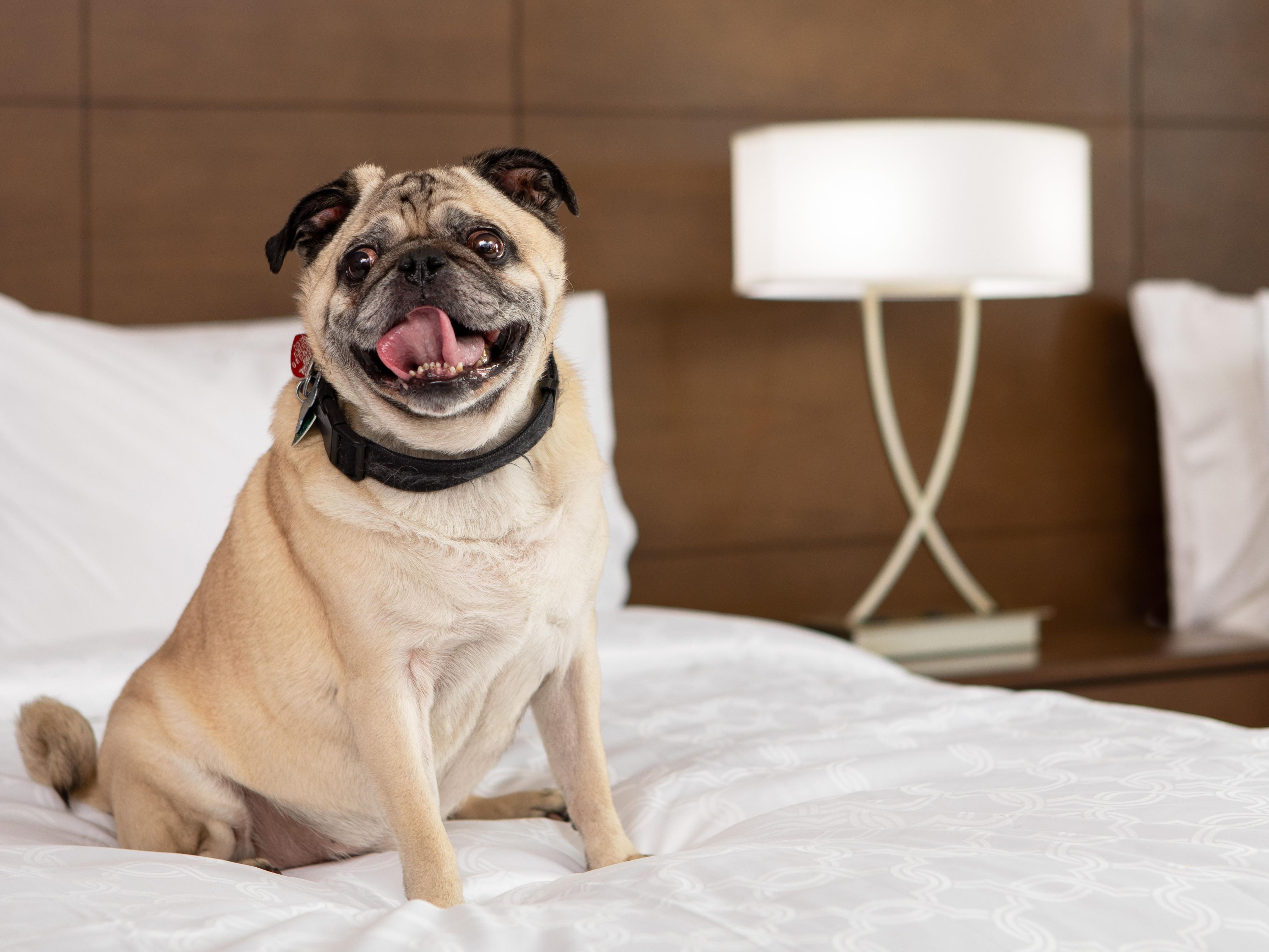 Extended Stay AllSuite Petfriendly Charlottesville hotel near the