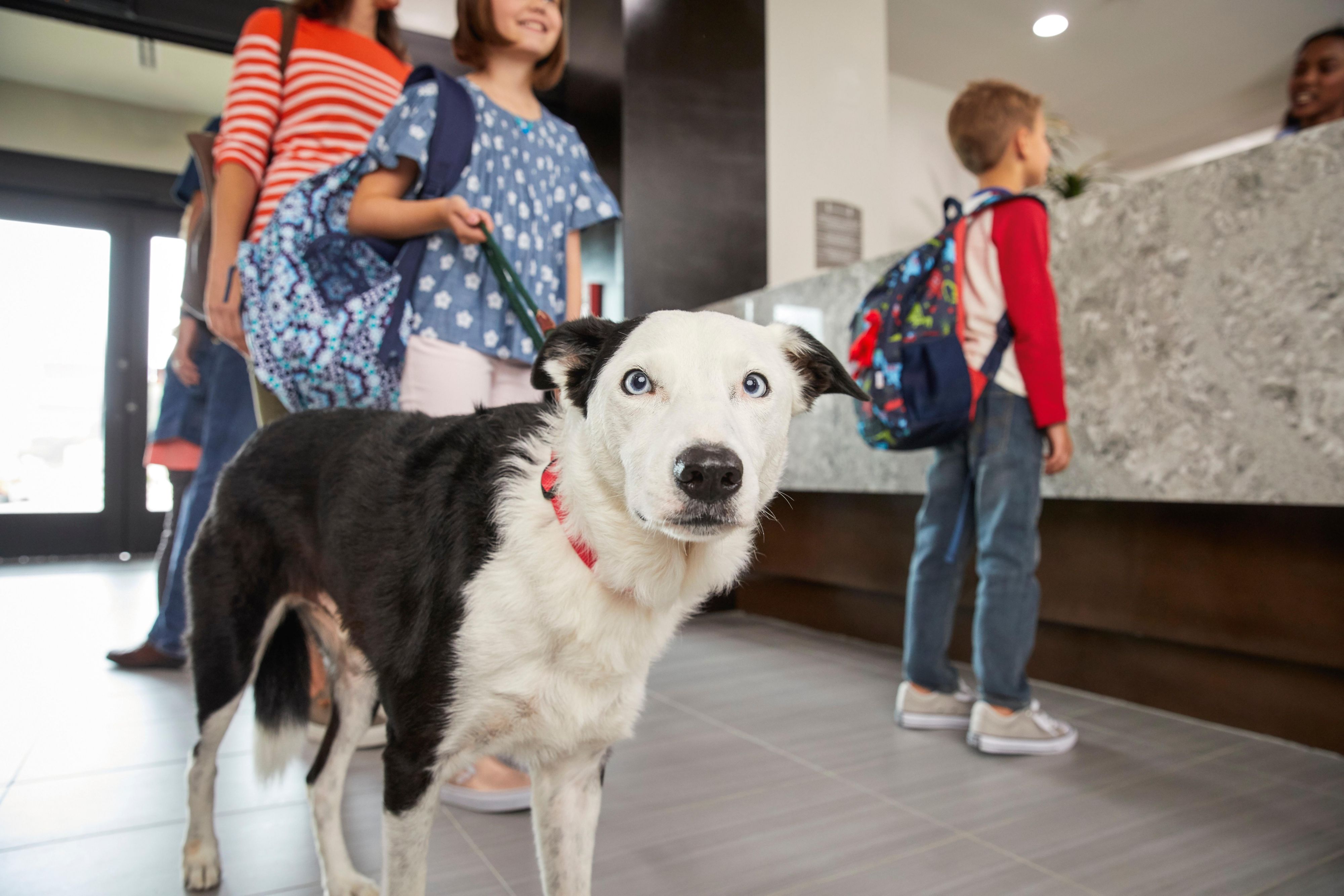 Your furry friends are welcome here too. Fees and restrictions apply. Please contact the front desk for our pet policies and to have them add your pet to your reservation.