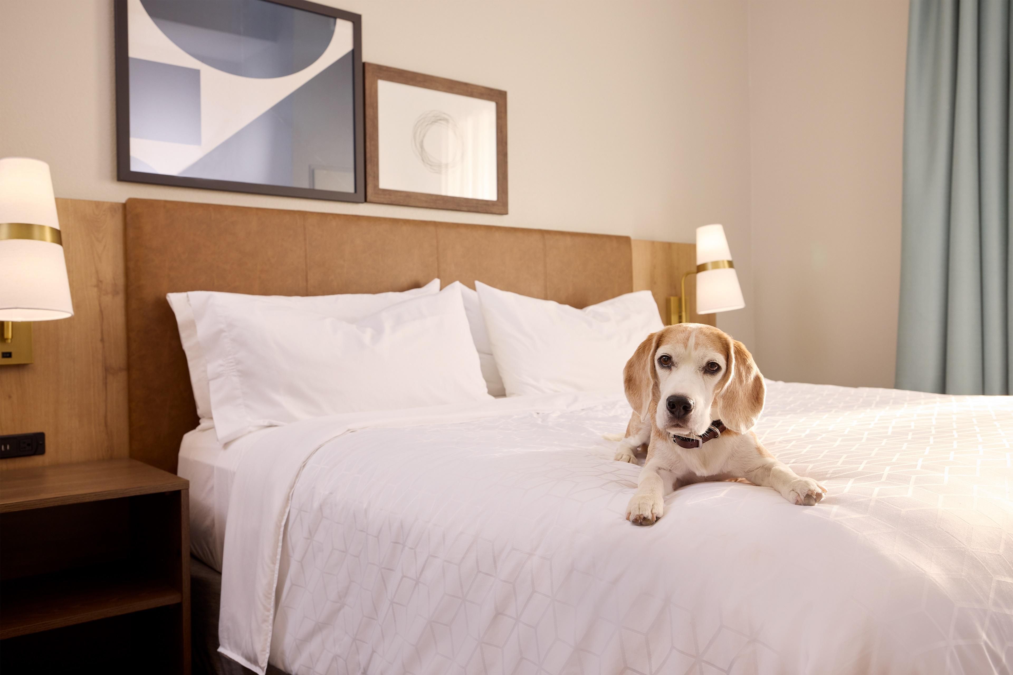 Bring your four-legged friend on your Columbia adventure and have a tail-wagging good time. Our pet-friendly hotel offers a convenient pet walking area as well as spacious suites with full kitchens to ensure you and your furry companion feel right at home. Read more about our Pet Policy below.