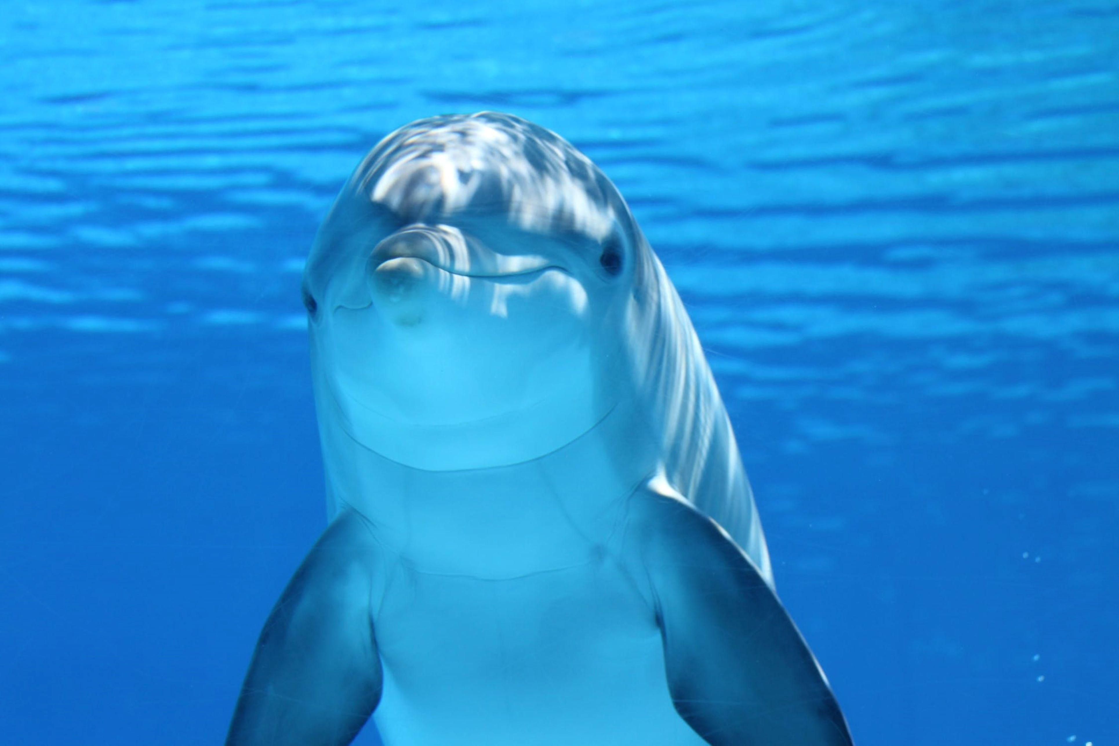 Make sure to check out the Texas State Aquarium on your visit to Corpus Christi. Stop by the Front desk and ask about our partnership and discounted tickets! 