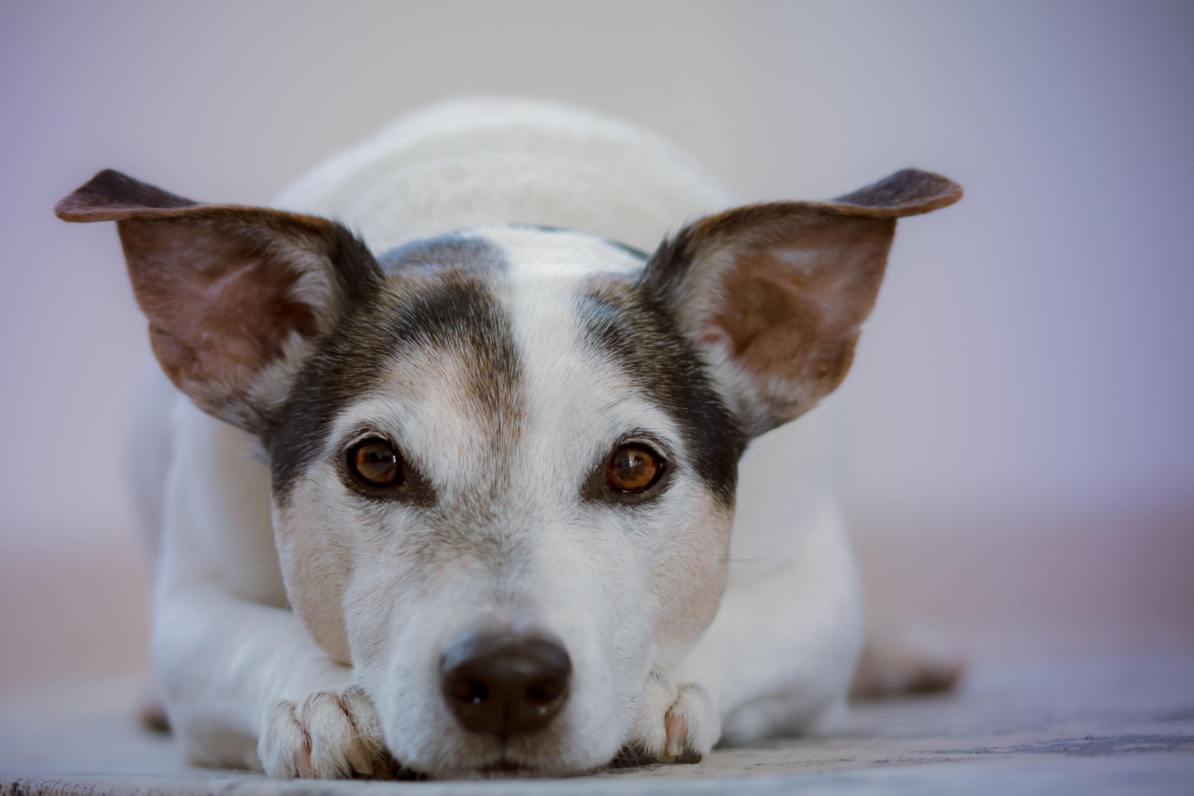 No need to leave your furry friends at home. Our Staybridge is pet friendly. Our pet fee is $15 for the first night and $10 for each additional night up to $150. Don't forget to stop by the front desk to get them a tasty treat.