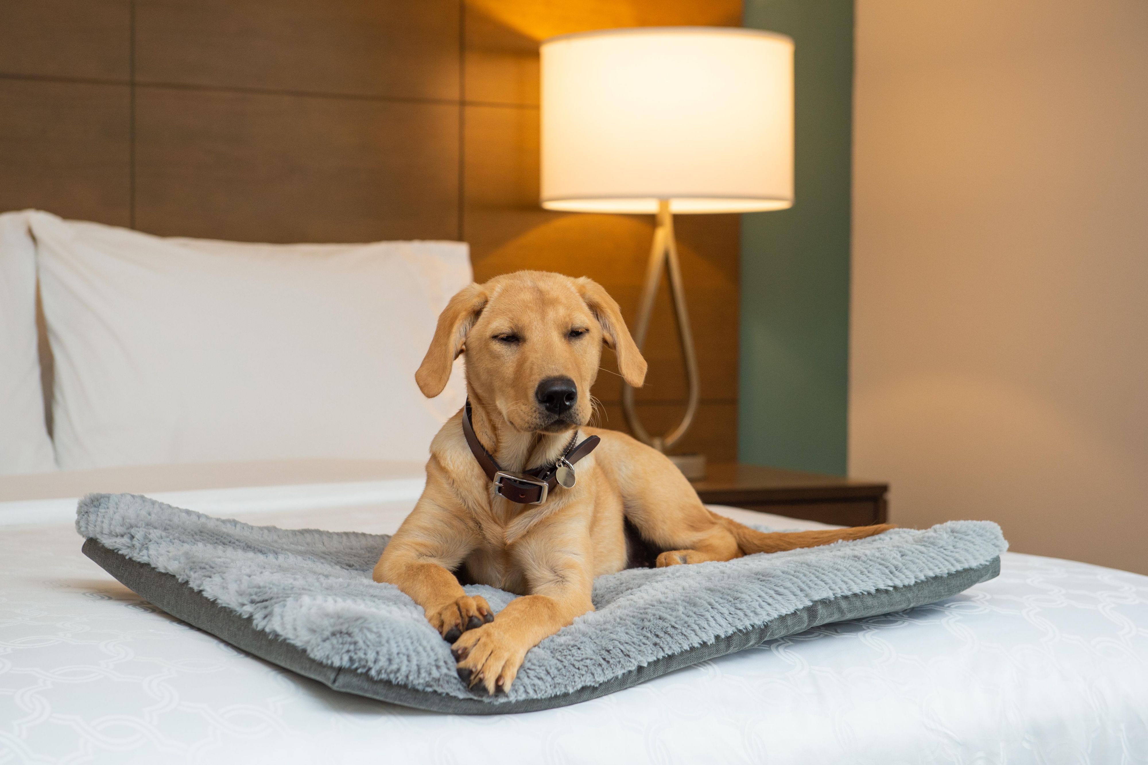 The Staybridge Suites HIllsboro North welcomes your pets! 

A nonrefundable fee of 50 USD for a 1 to 6 night stay and 150 USD for a 7 plus night stay. A pet agreement must be signed. Limit 2 dogs per room and are required to be less than 80 lbs.