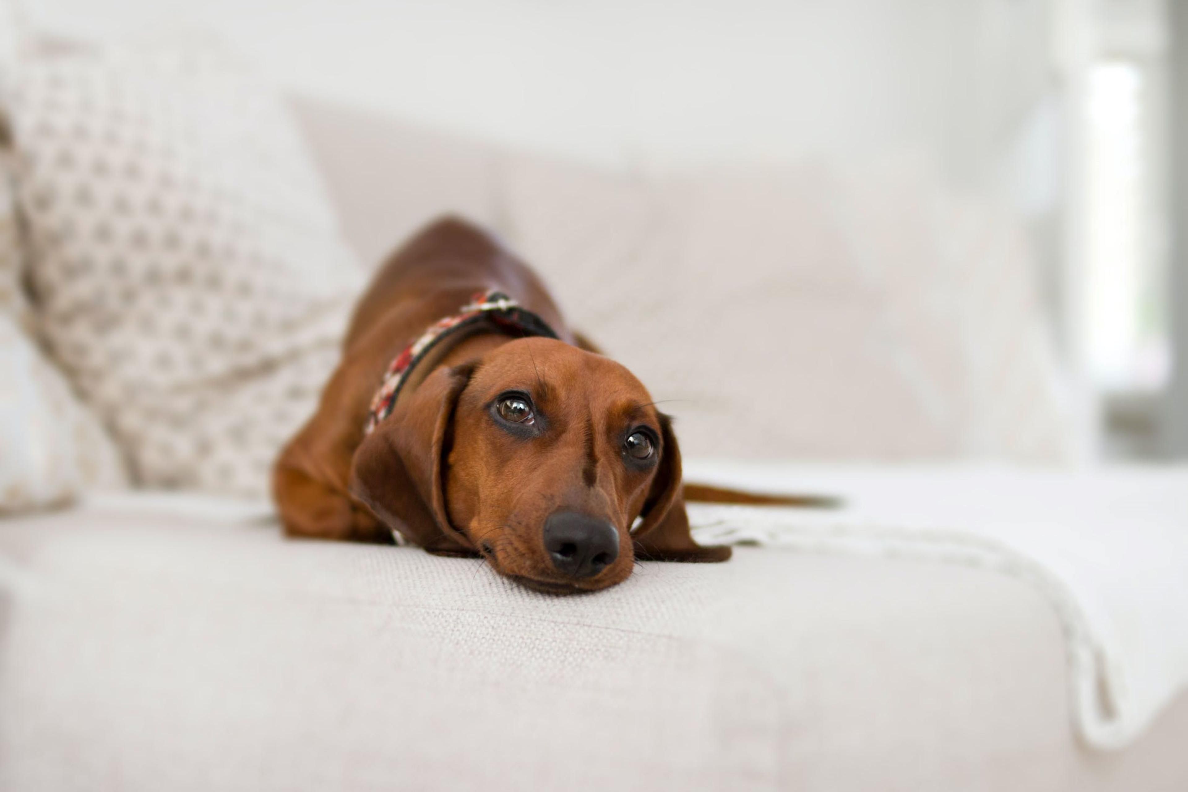 Furry friends are welcome at the Staybridge Suites Lake Jackson. Whether you're traveling for work or vacation, bring your pet along!  Contact hotel directly for details.