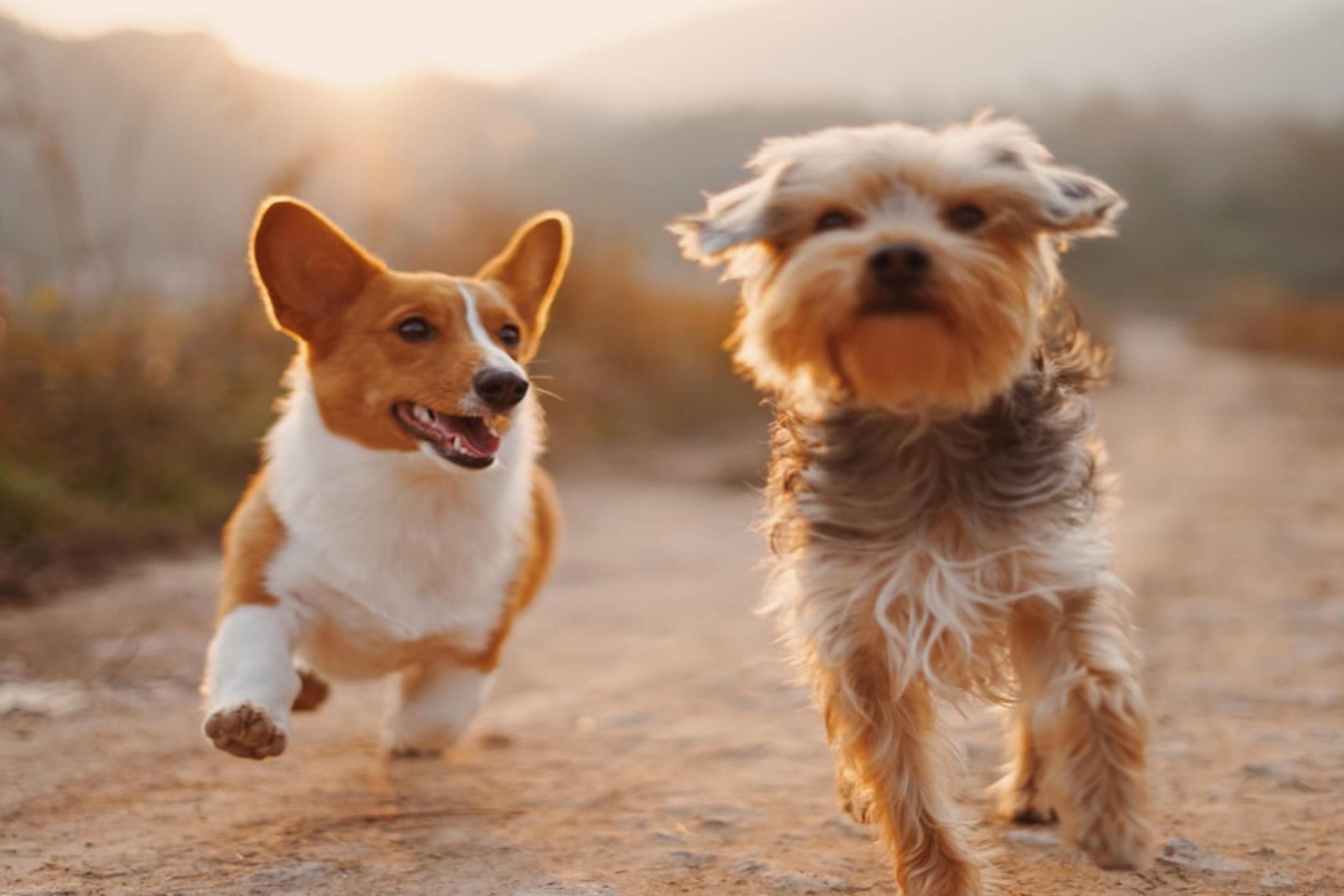 Pet-friendly stays for you and your four-legged companion and best friend. Pet fees and policies apply. Contact the hotel for more details. 