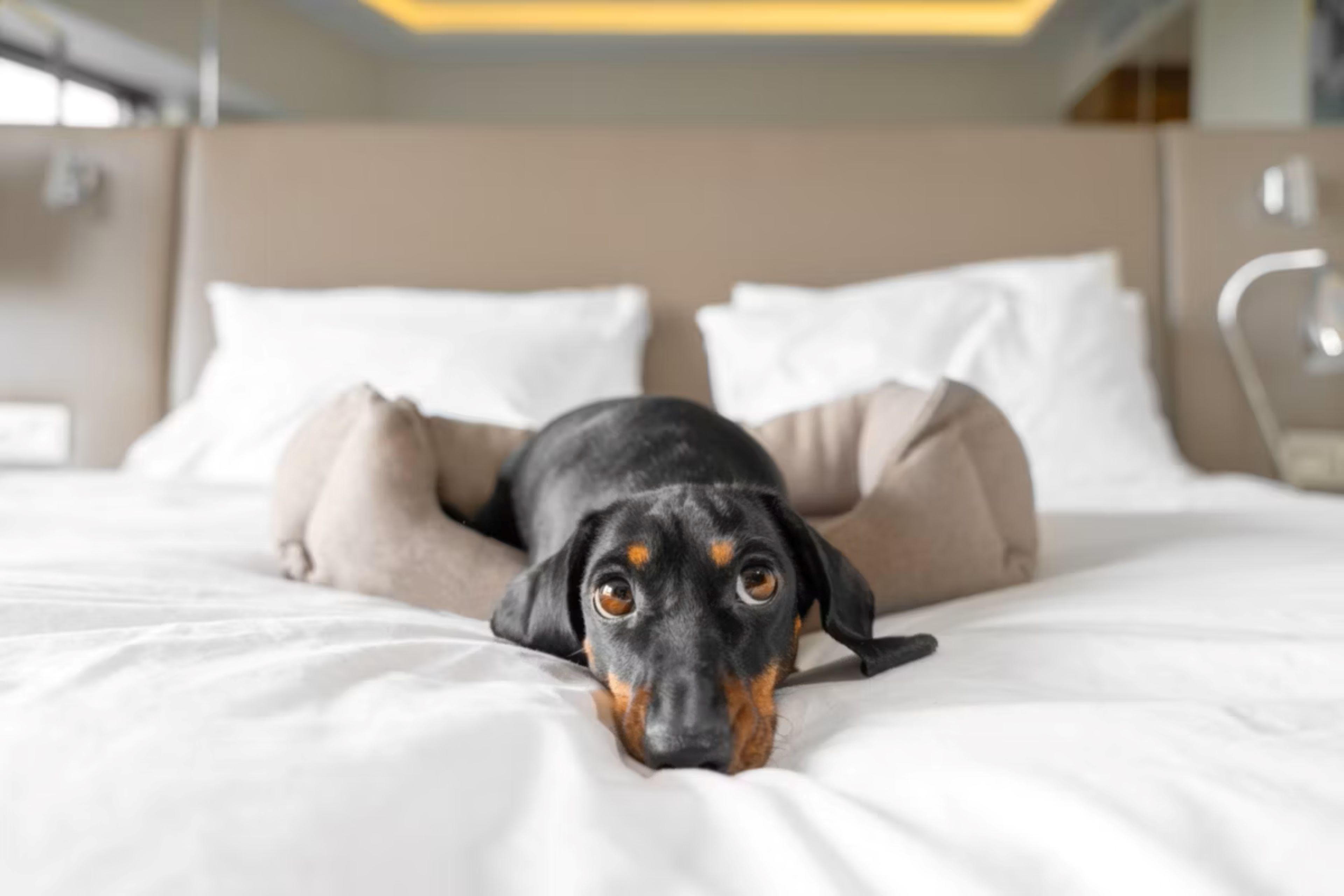 Your four-legged family members are welcome at our pet-friendly hotel in Lewes, Delaware! Enjoy your trip knowing that your pet can stay with you in our comfortable accommodations. Whether it’s a walk on the beach or a visit to Cape Henlopen State Park, there are plenty of pet-friendly activities to enjoy during your stay. 