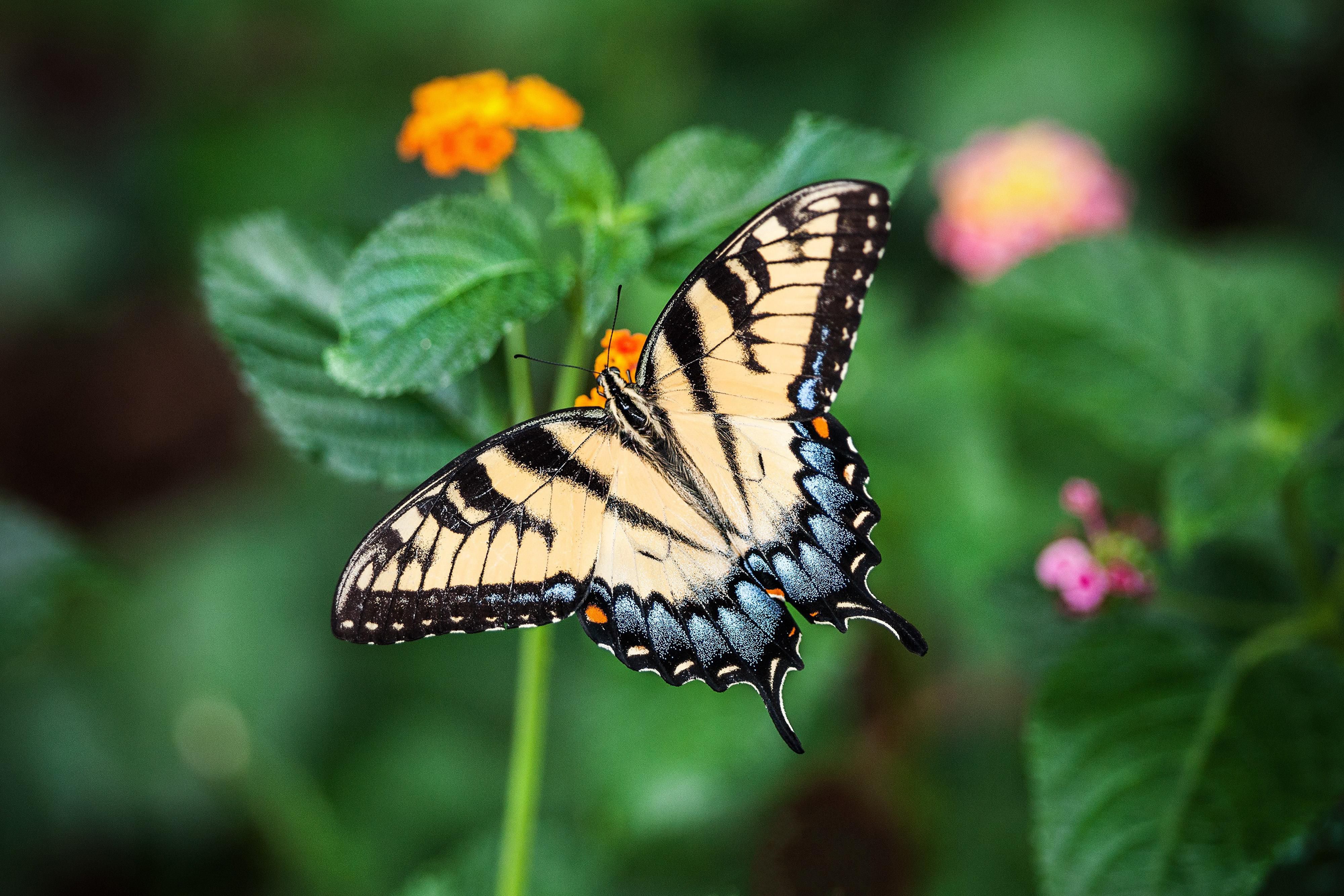 Tucked away on our back patio, our pollinator garden is a peaceful retreat where bees, butterflies, and blooms thrive. Guests can sip coffee in the morning or unwind in the evening surrounded by nature’s quiet charm—a perfect spot to relax, recharge, and reconnect with the outdoors.