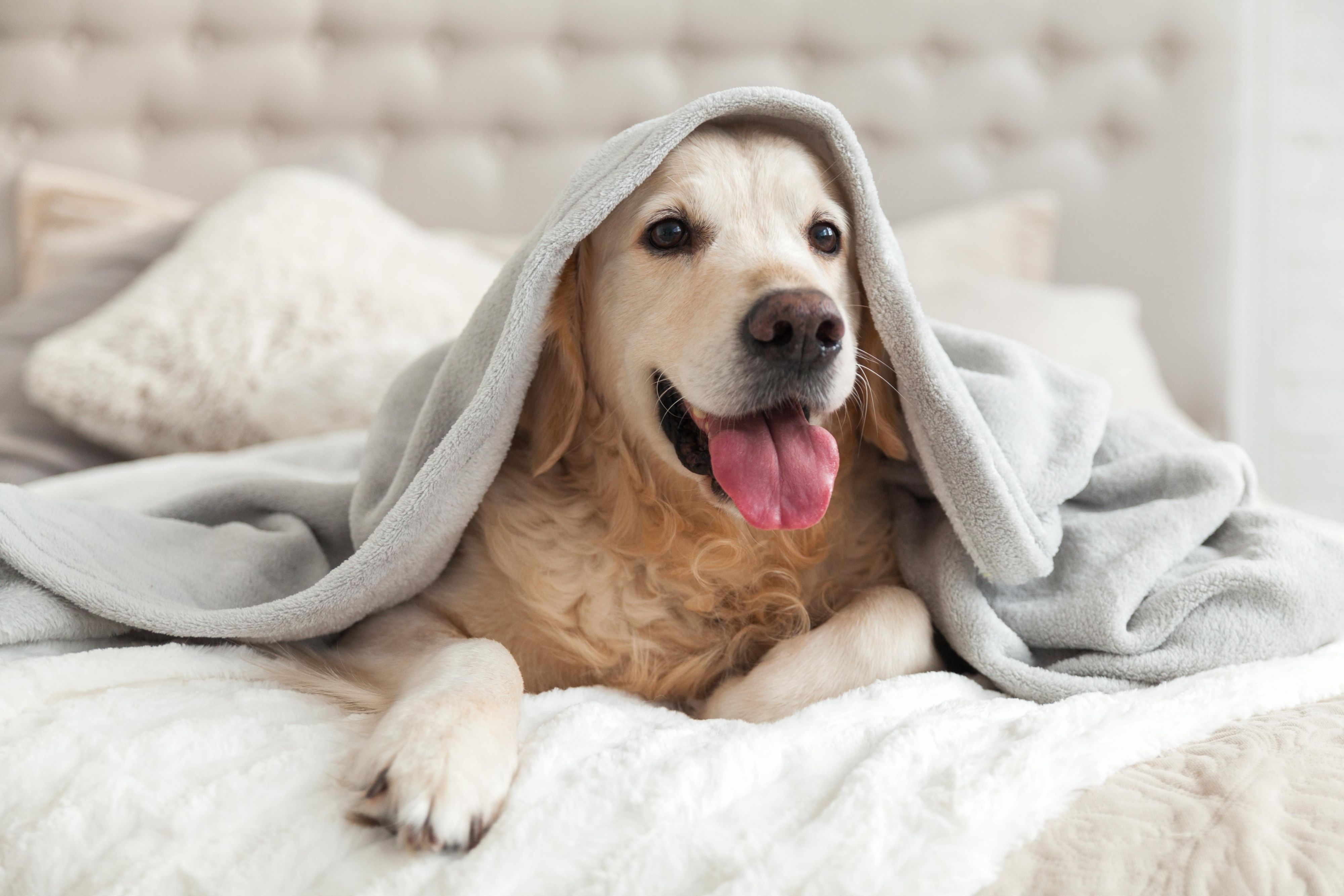Discover the pet-friendly allure of our Murfreesboro Nashville hotel. Embrace the joy of a delightful stay for both you and your furry companions. Enjoy a 50% discount on your pet fee when you book our pet package because your pets are not just welcome; they're part of the experience.