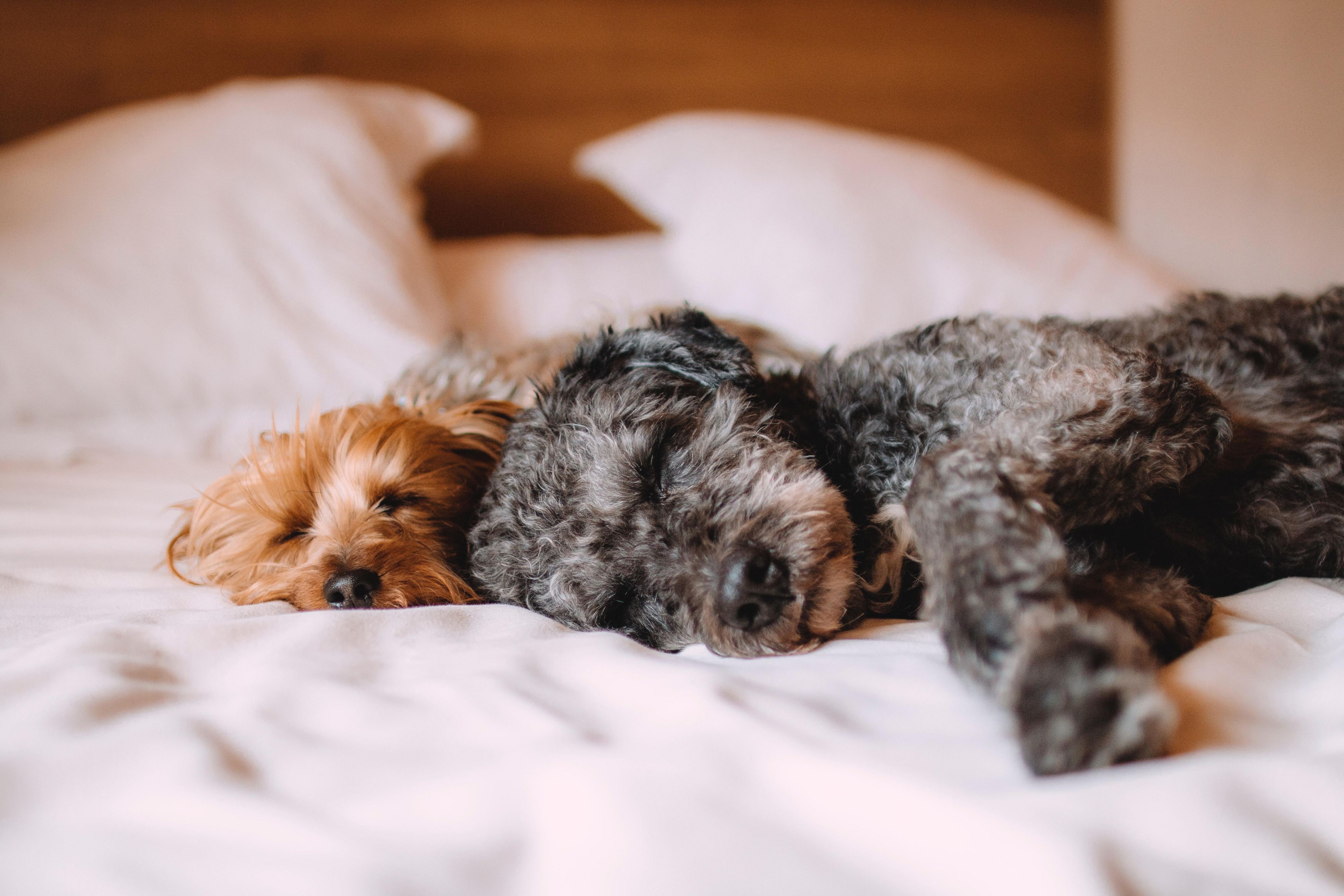 ¡Las mascotas también son familia! Somos uno de los pocos hoteles de la zona que dan la bienvenida a tus amigos peludos. Llámanos hoy para reservar tu habitación que admite mascotas.