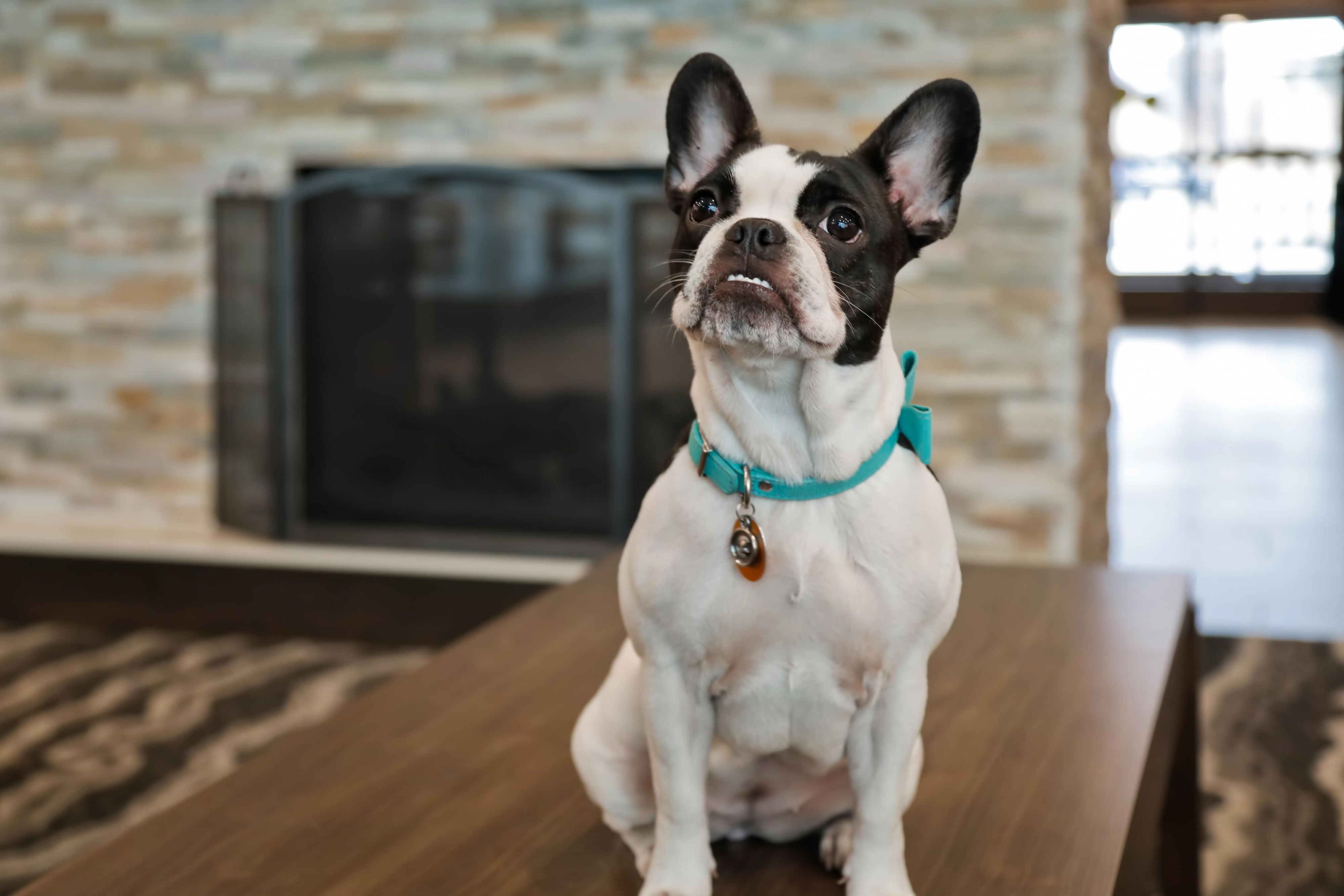 Your furry friends are welcome here too. Fees and restrictions apply. Please contact the front desk for our pet policies and to have them add your pet to your reservation.