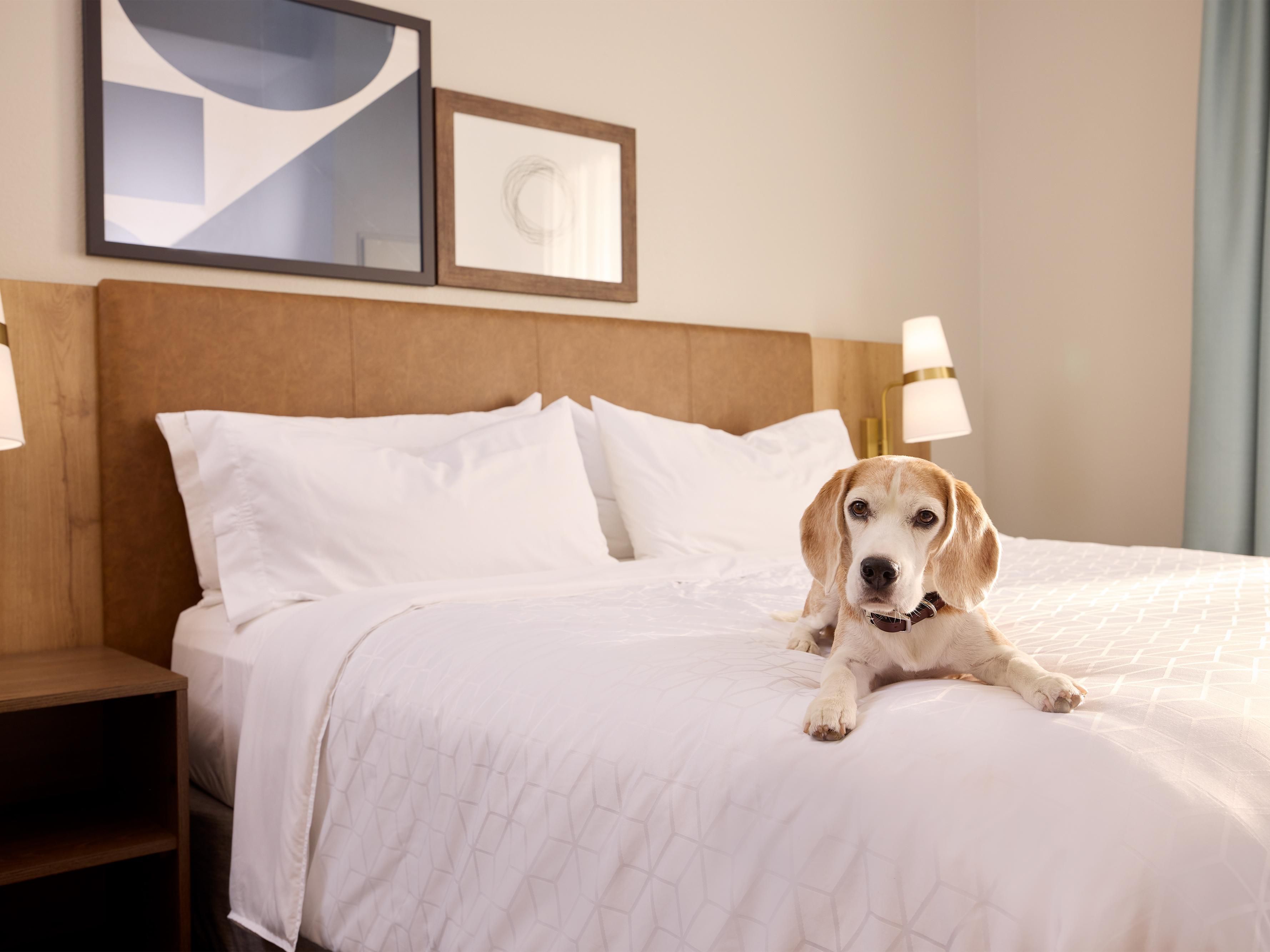 Bring Your Furry Friend!