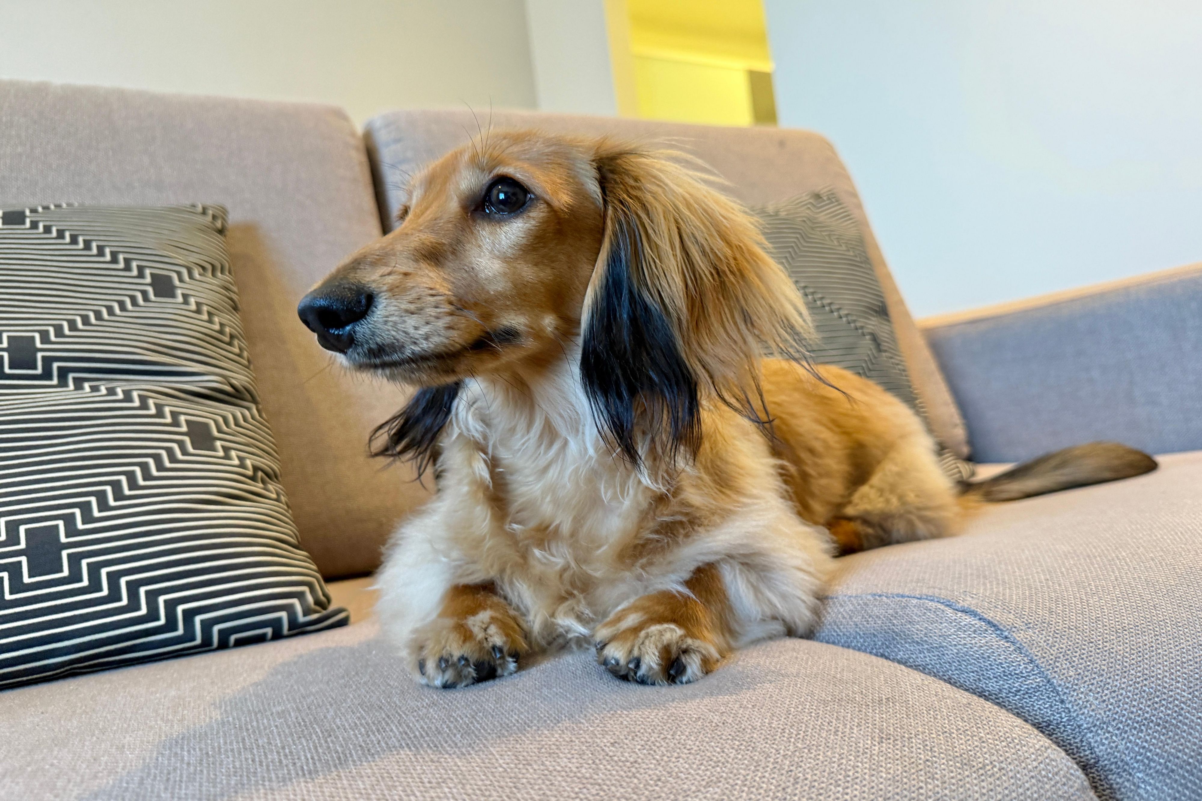 A welcoming pet-friendly policy with a welcome kit and an ideal location for neighborhood walks.