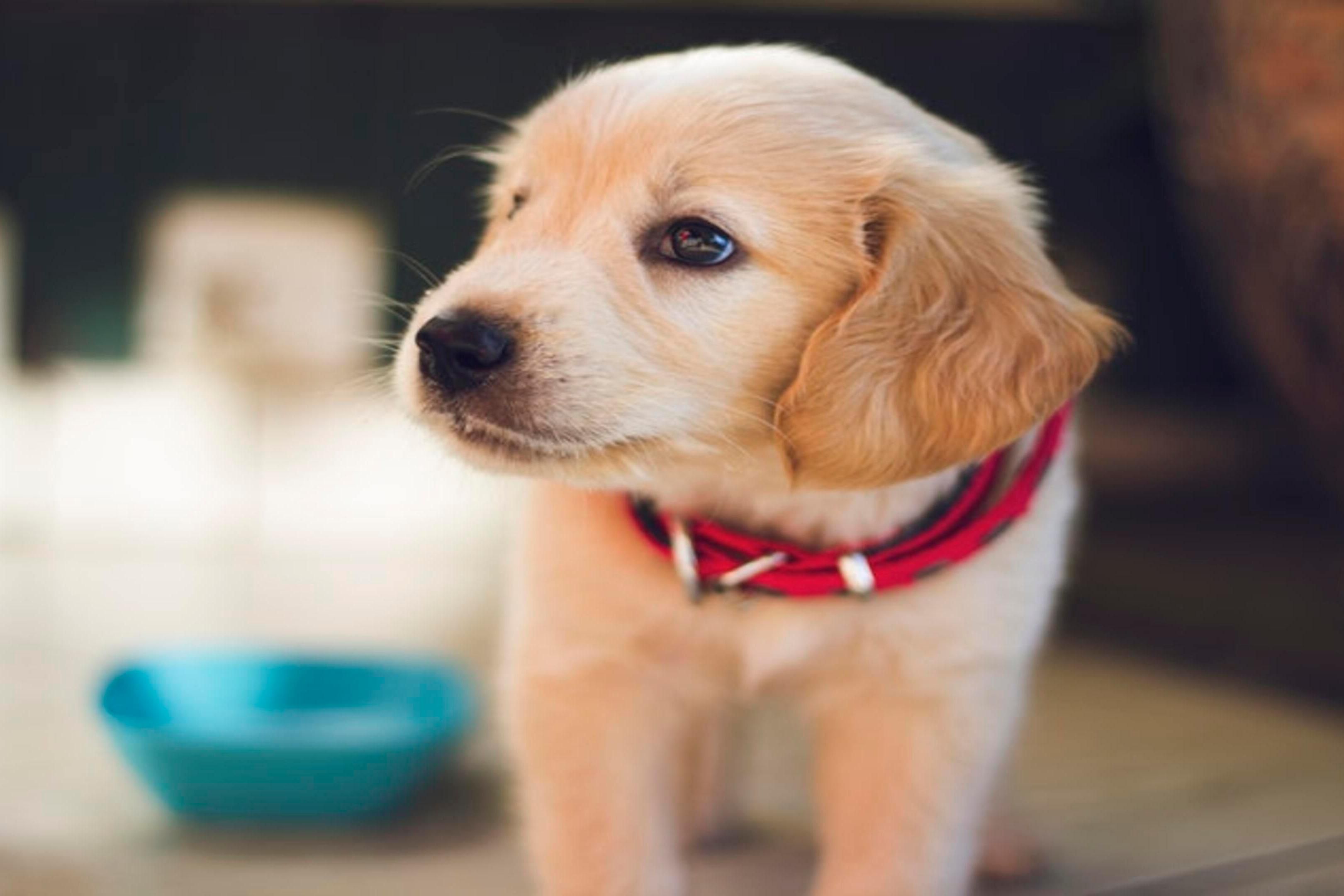 Your pet is our VIP customer! Stay in Staybridge Suites São Paulo for leisure or work with your best friend.
