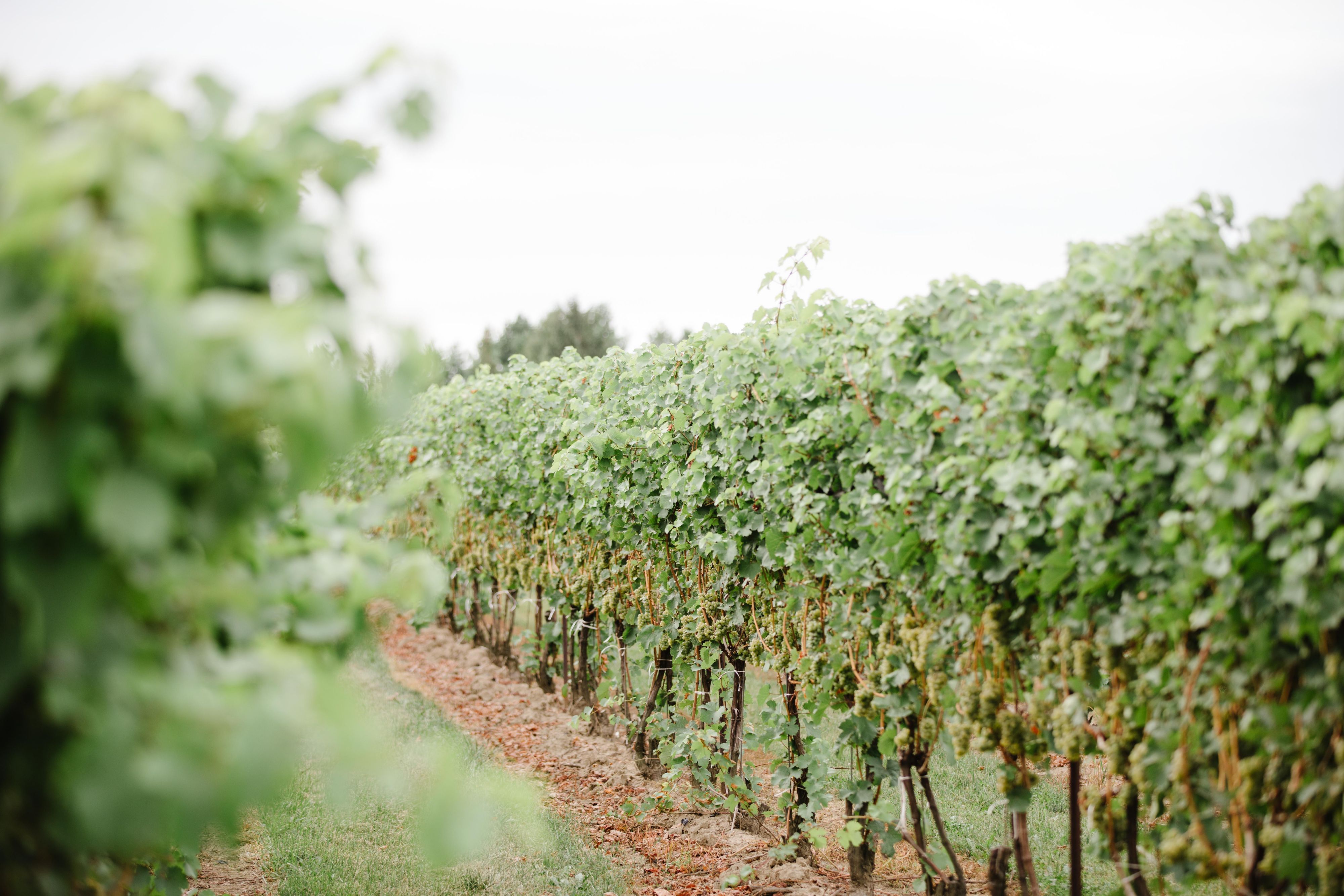 Indulge in a delightful 2-night stay with a $50 gift card to Ostins and a complimentary bottle of wine delivered to your room. Enjoy a guided tour to 3 local wineries, tasting 9 to 12 exquisite wines paired with charcuterie. Plus, explore charming Old Town Niagara On The Lake for 90 minutes! Book 3 days in advance for this unforgettable experience!
