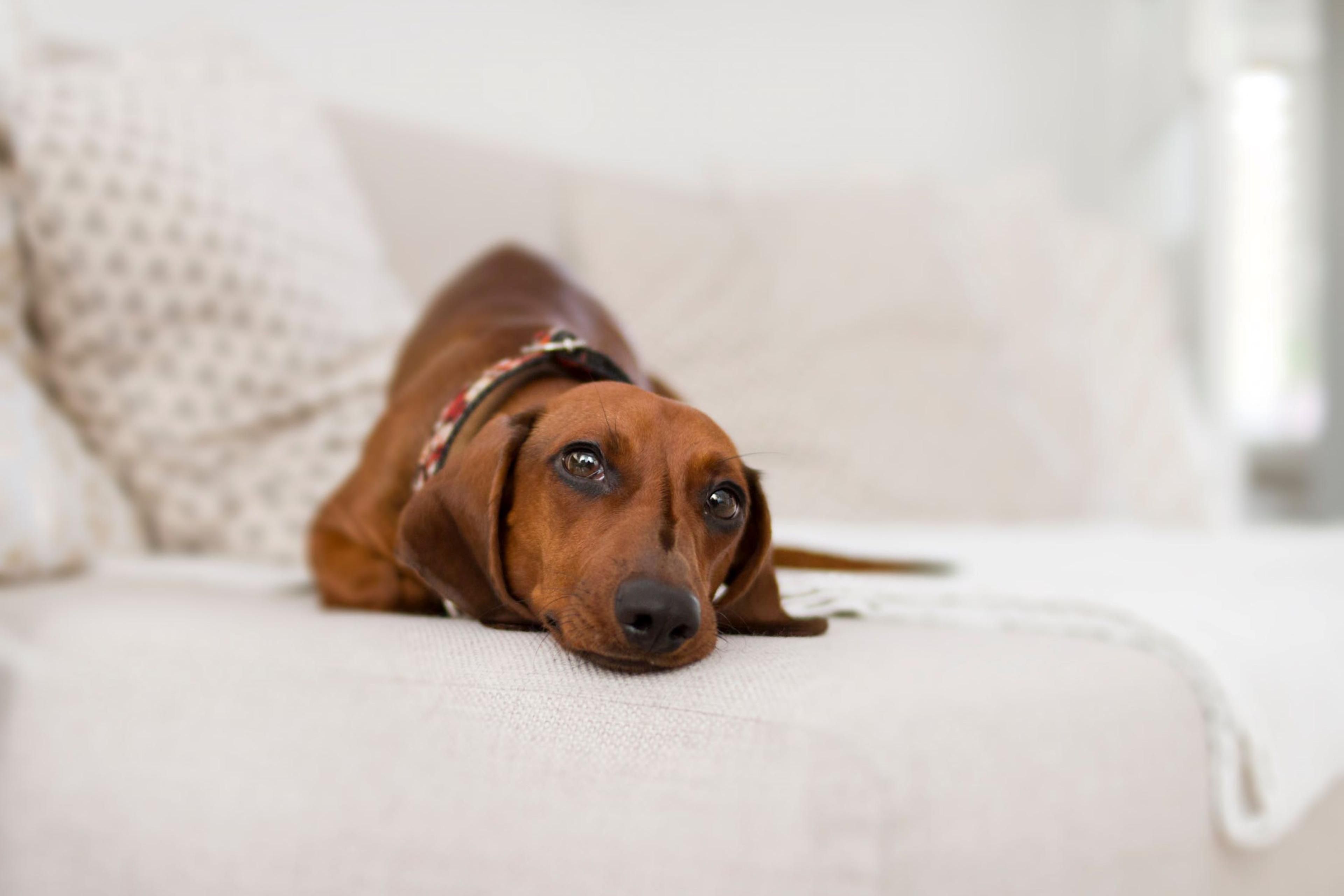 No need to leave your furry friends at home. The Staybridge Suites is pet friendly. Pet fee of $75 for stays under 6 nights or $150 for stays over 7 nights. Our hotel features a pet walking area.