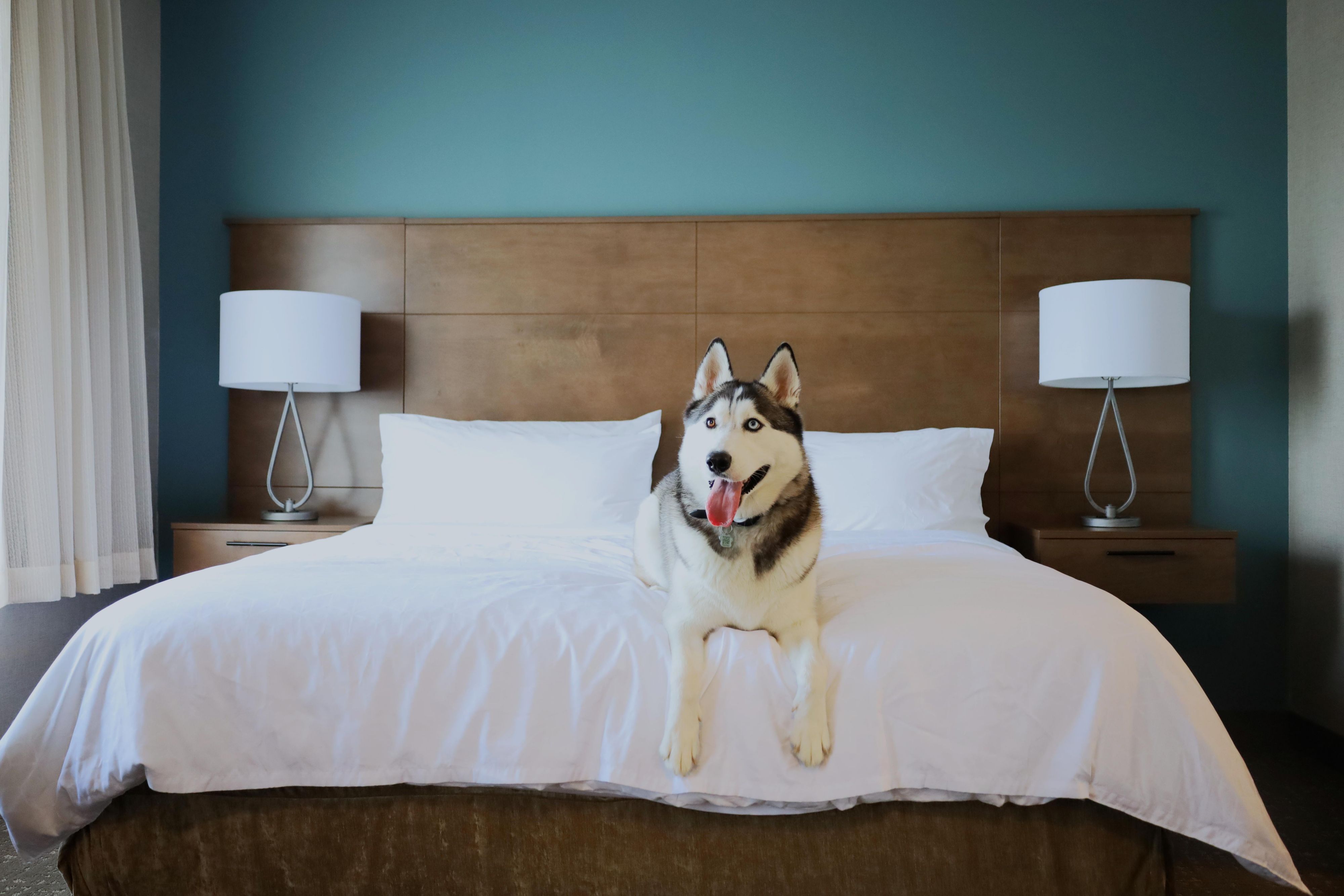 We welcome all guests, even your furry four-legged friends. Please contact our hotel and inquire about our Pet Friendly policy. Don't forget to ask about our specialty dog treats available at check-in!